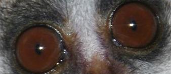 Close up of a bush baby eye