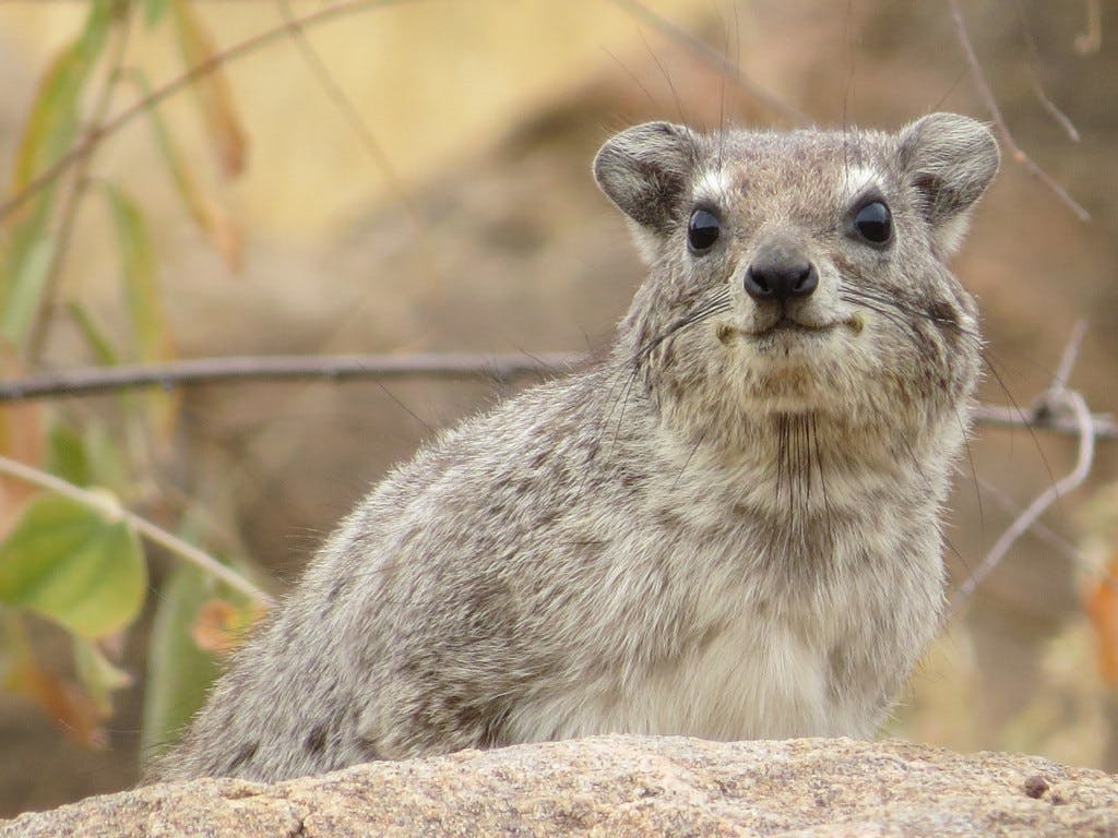 Maria Beck: a rock hyrax
