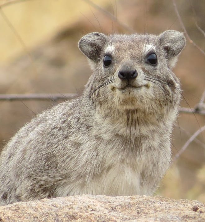 Maria Beck: a rock hyrax