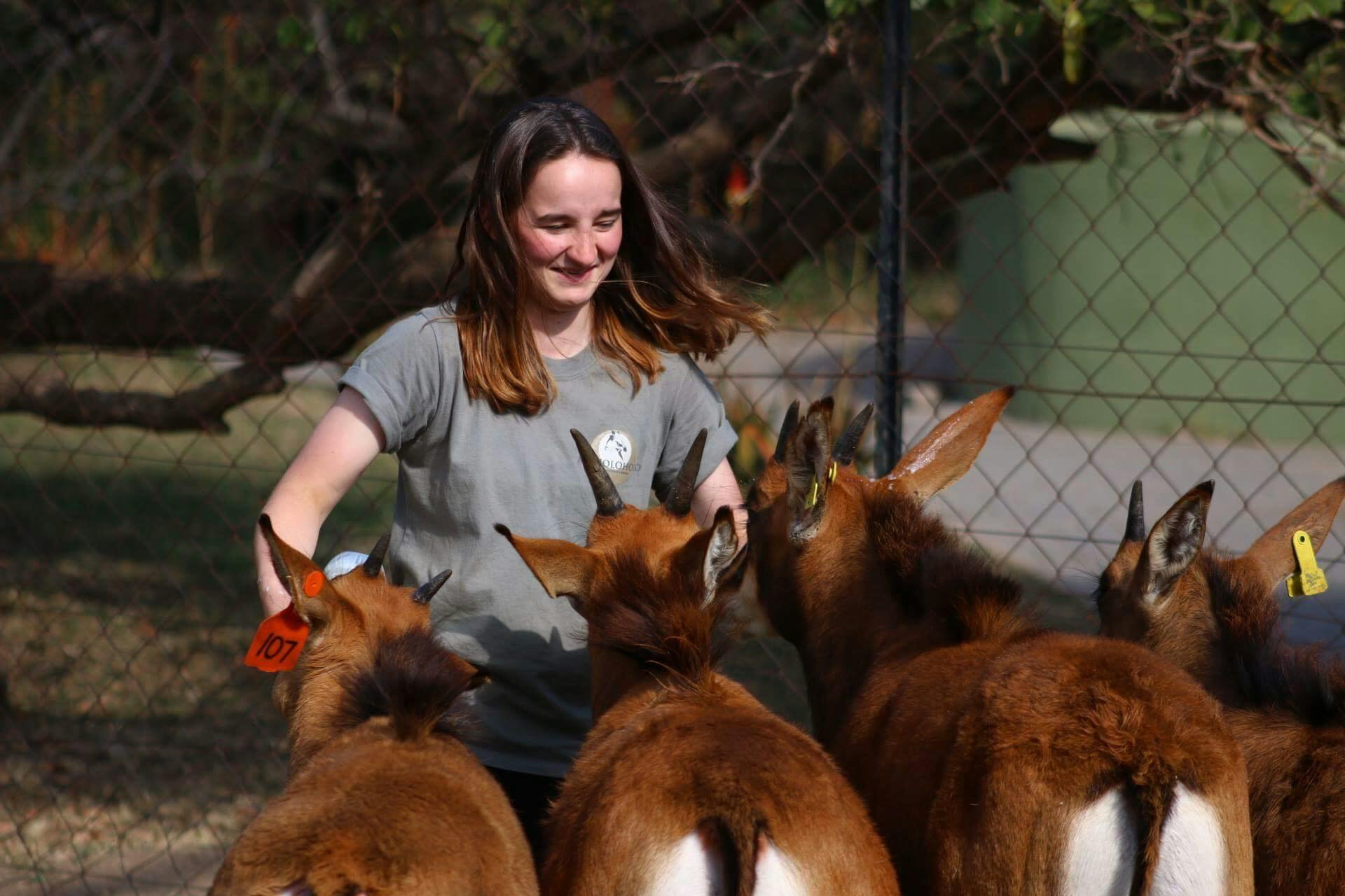 An ACE volunteer bottle feeding a group of antelope at Moholoholo