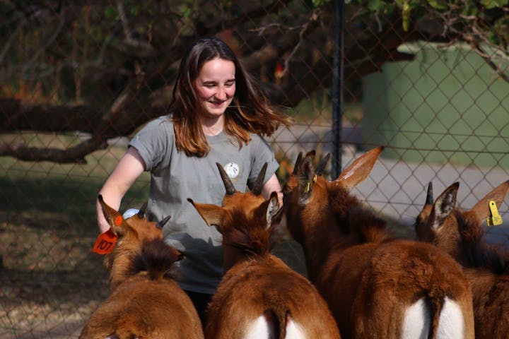 An ACE volunteer bottle feeding a group of antelope at Moholoholo