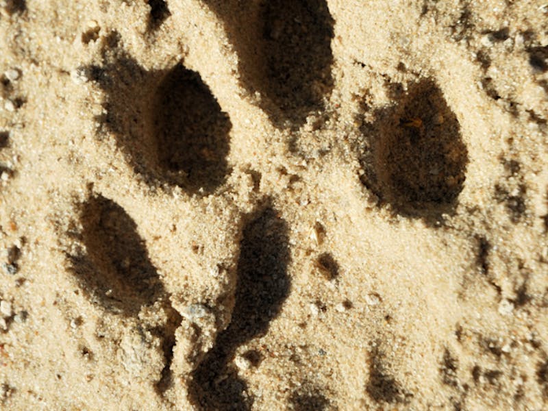 A photo a cheetah track