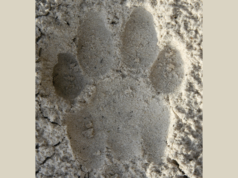 A photo a leopard track