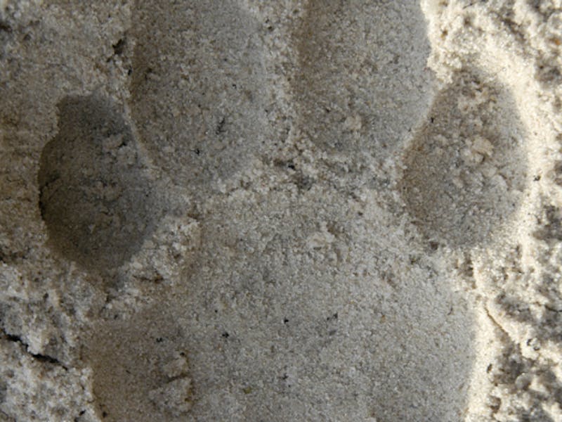 A photo a leopard track