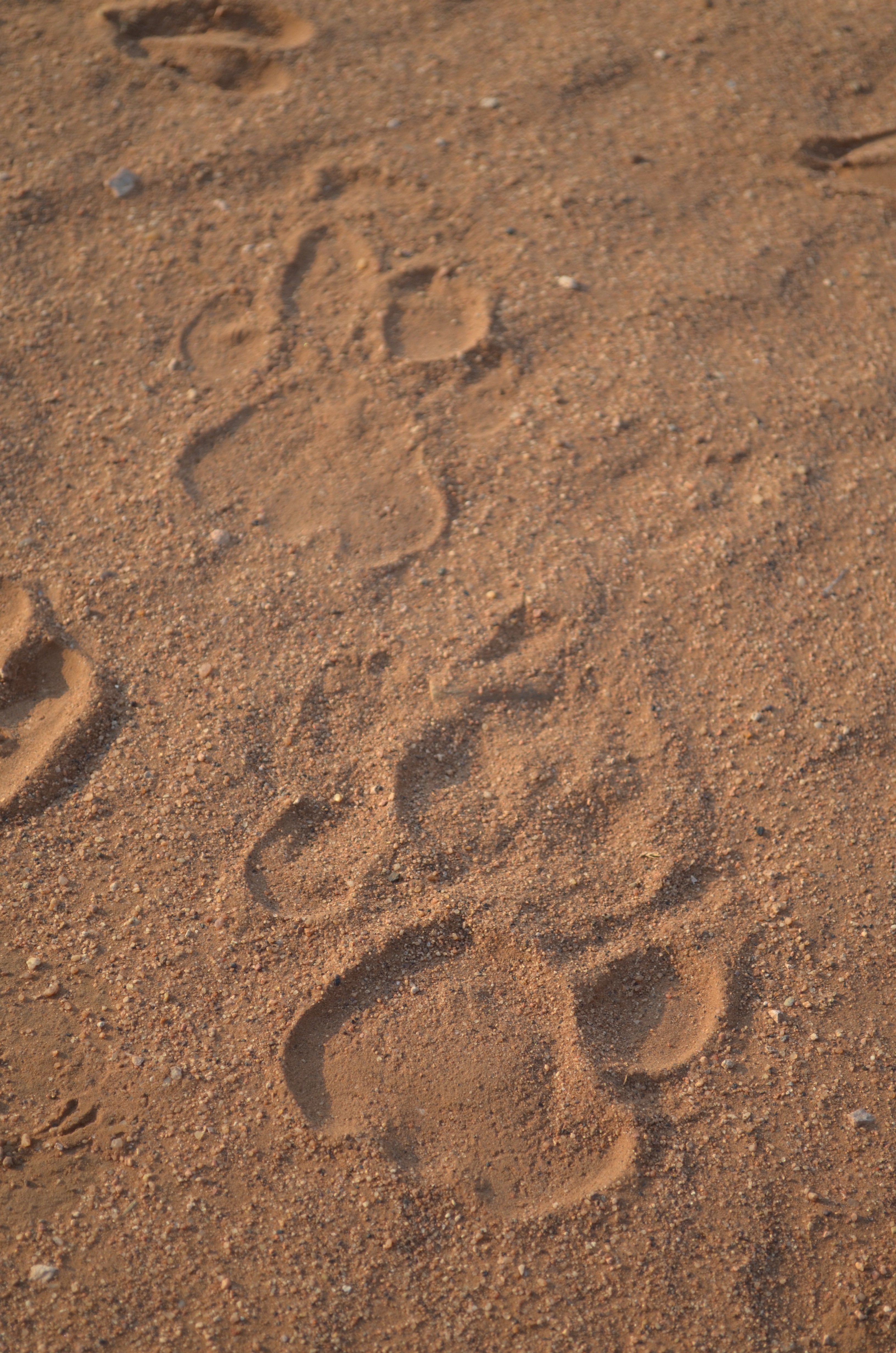 A photo a lion track