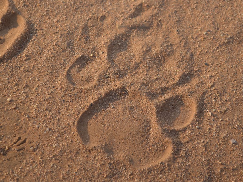 A photo a lion track