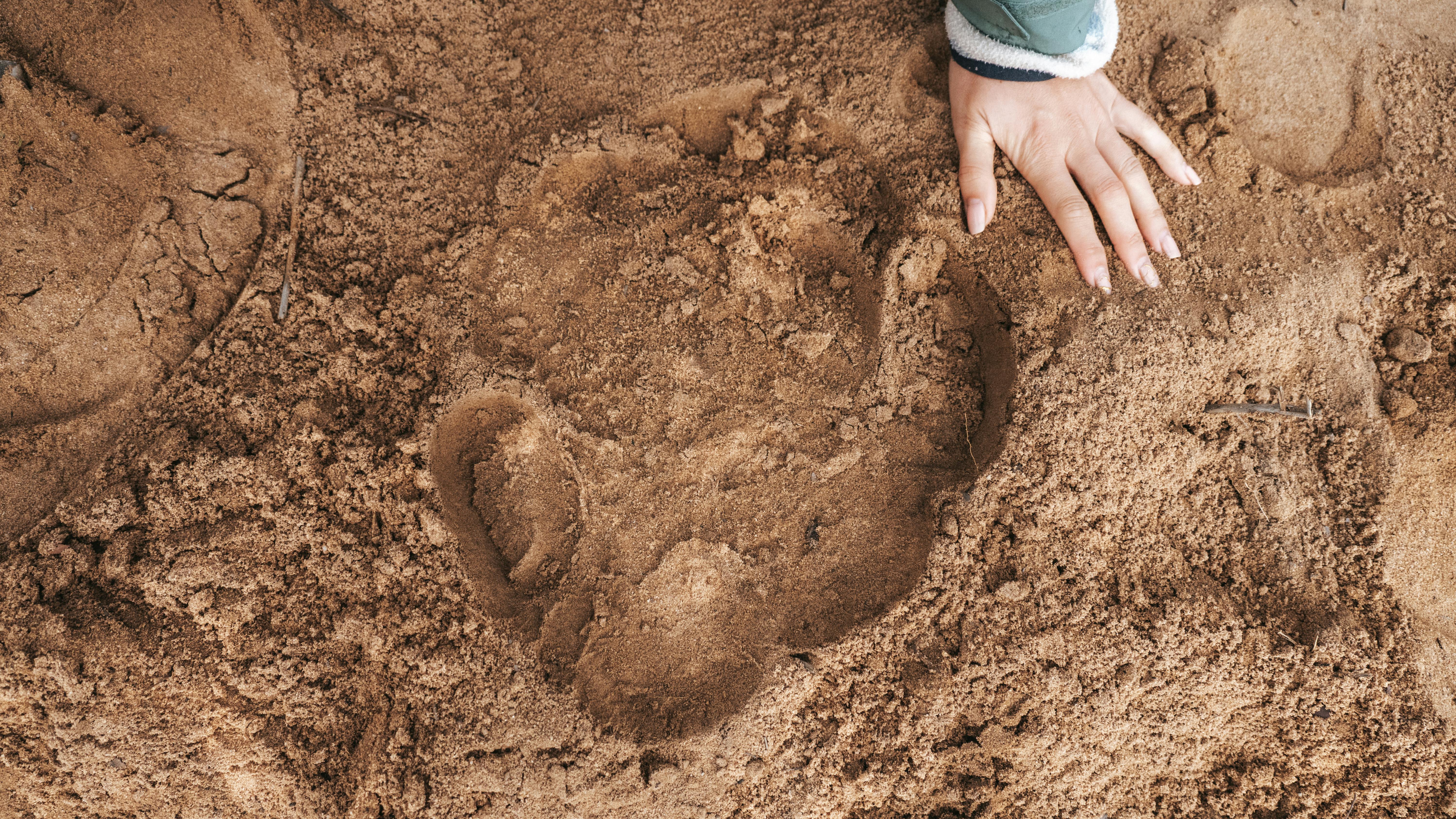 A photo a rhino track