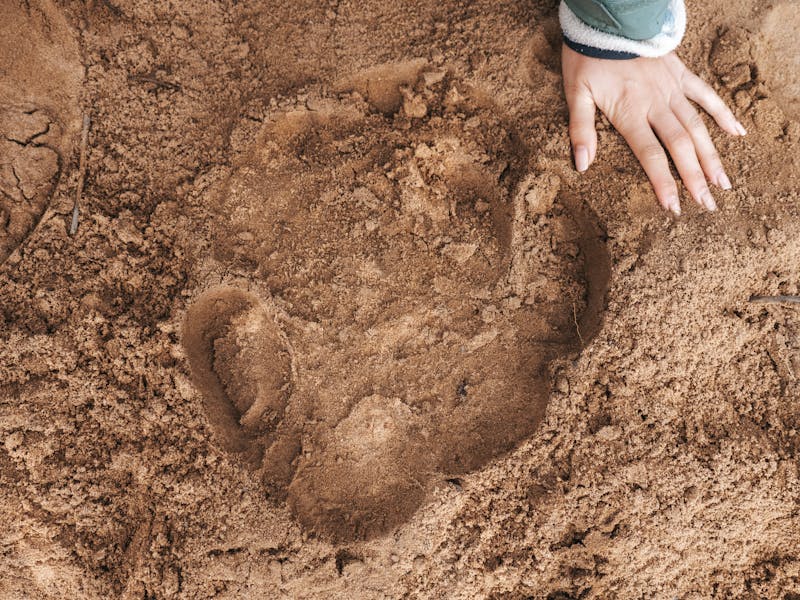 A photo a rhino track