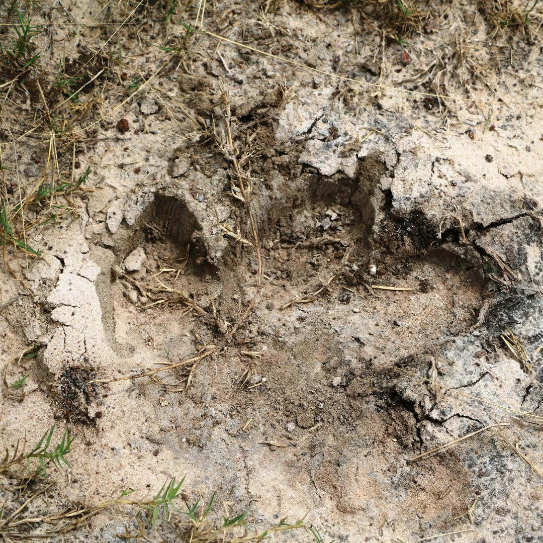A photo a hippo track