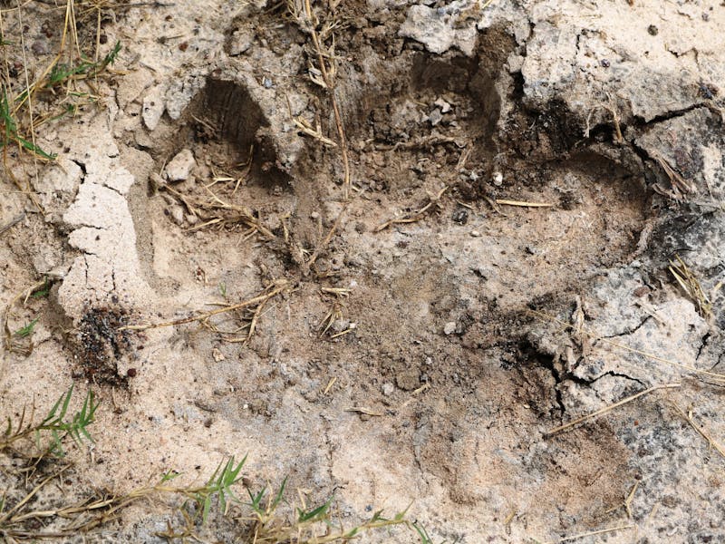 A photo a hippo track