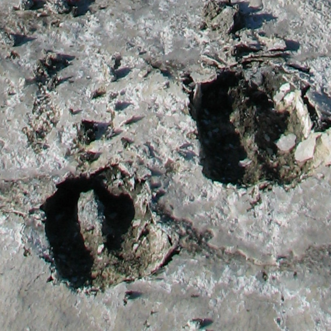 A photo a giraffe track