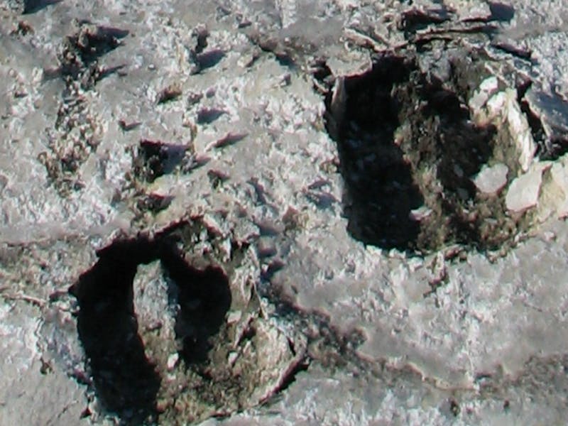 A photo a giraffe track