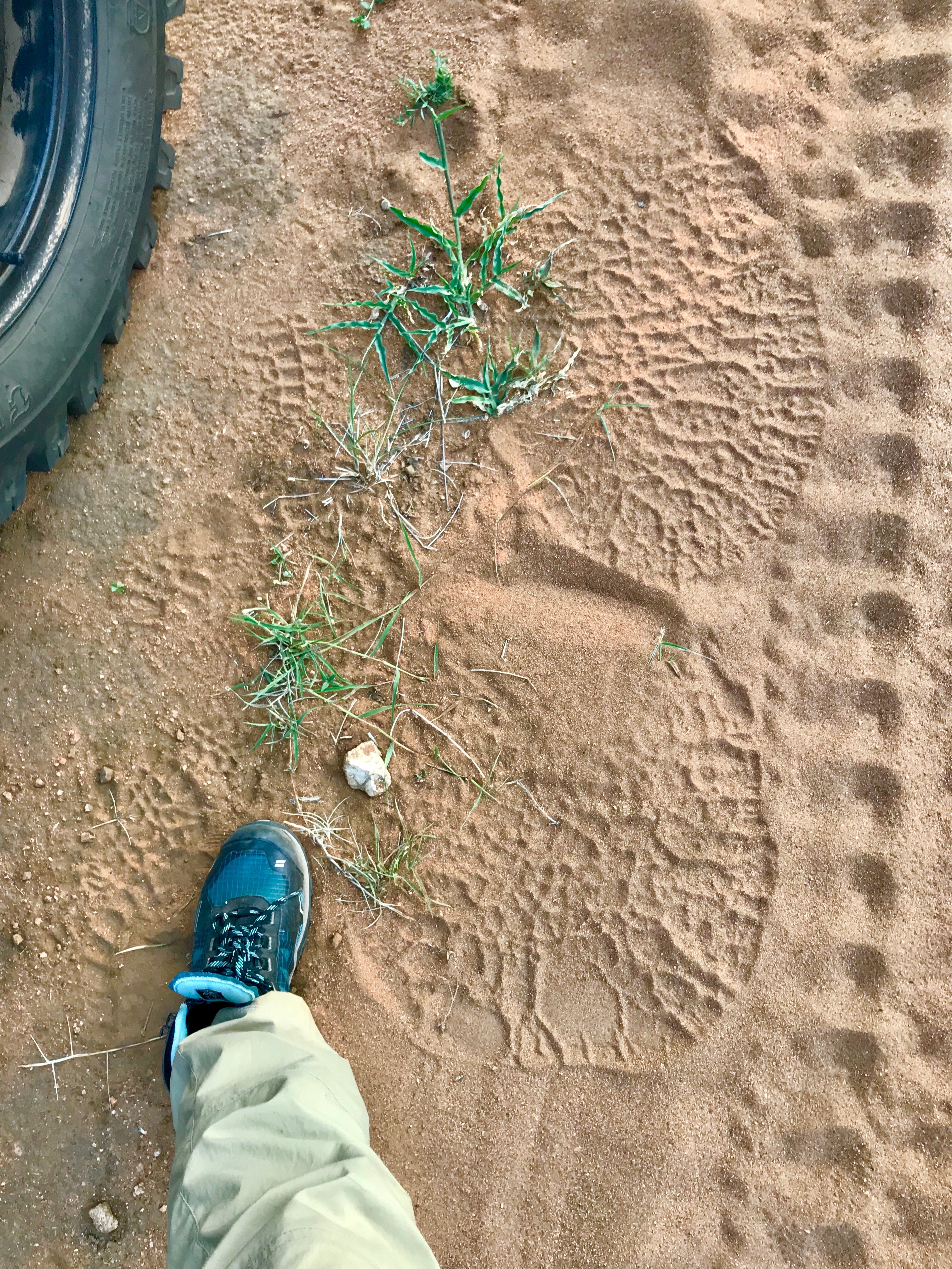 A photo an elephant track