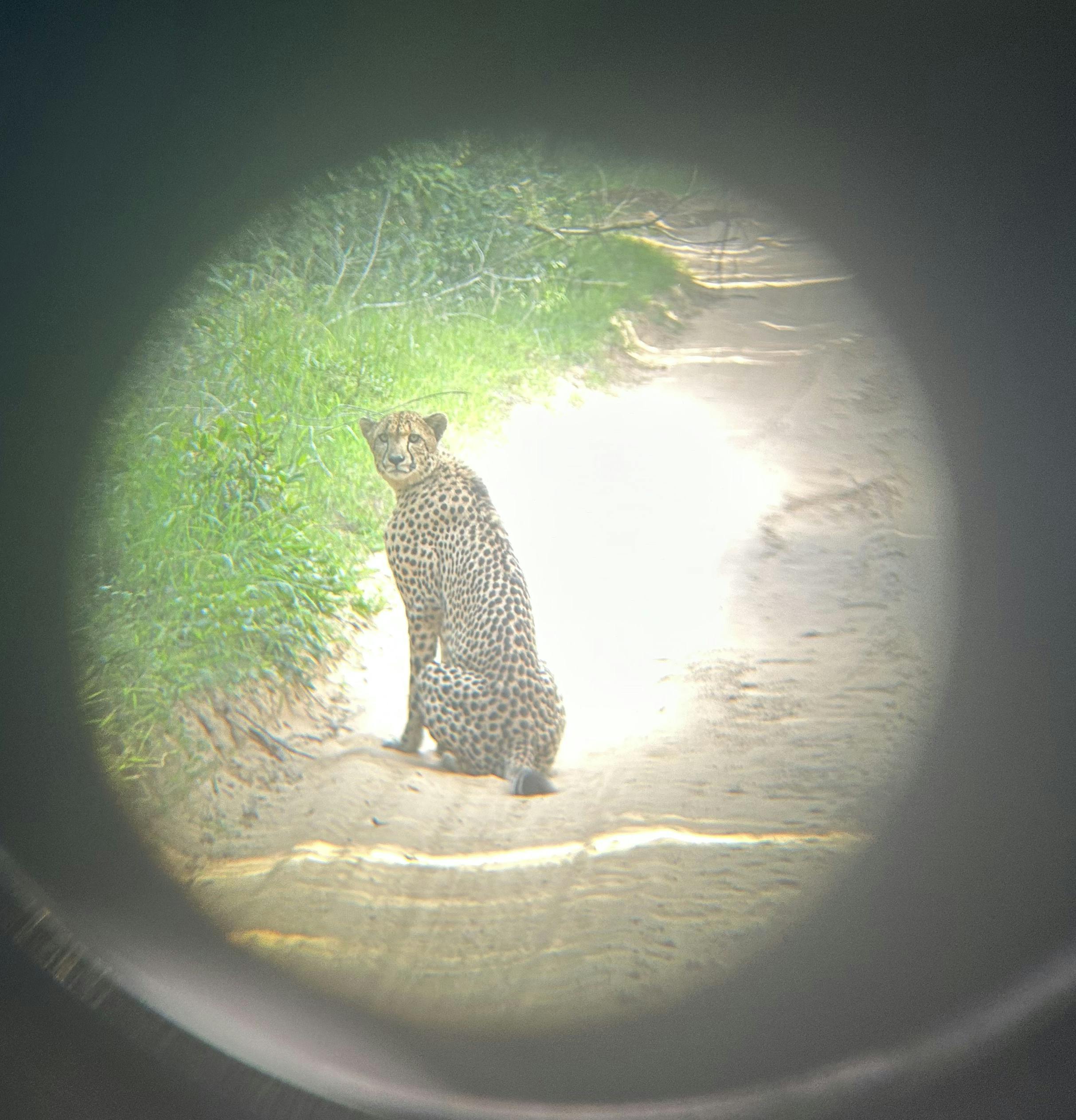 A cheetah through a binocular 