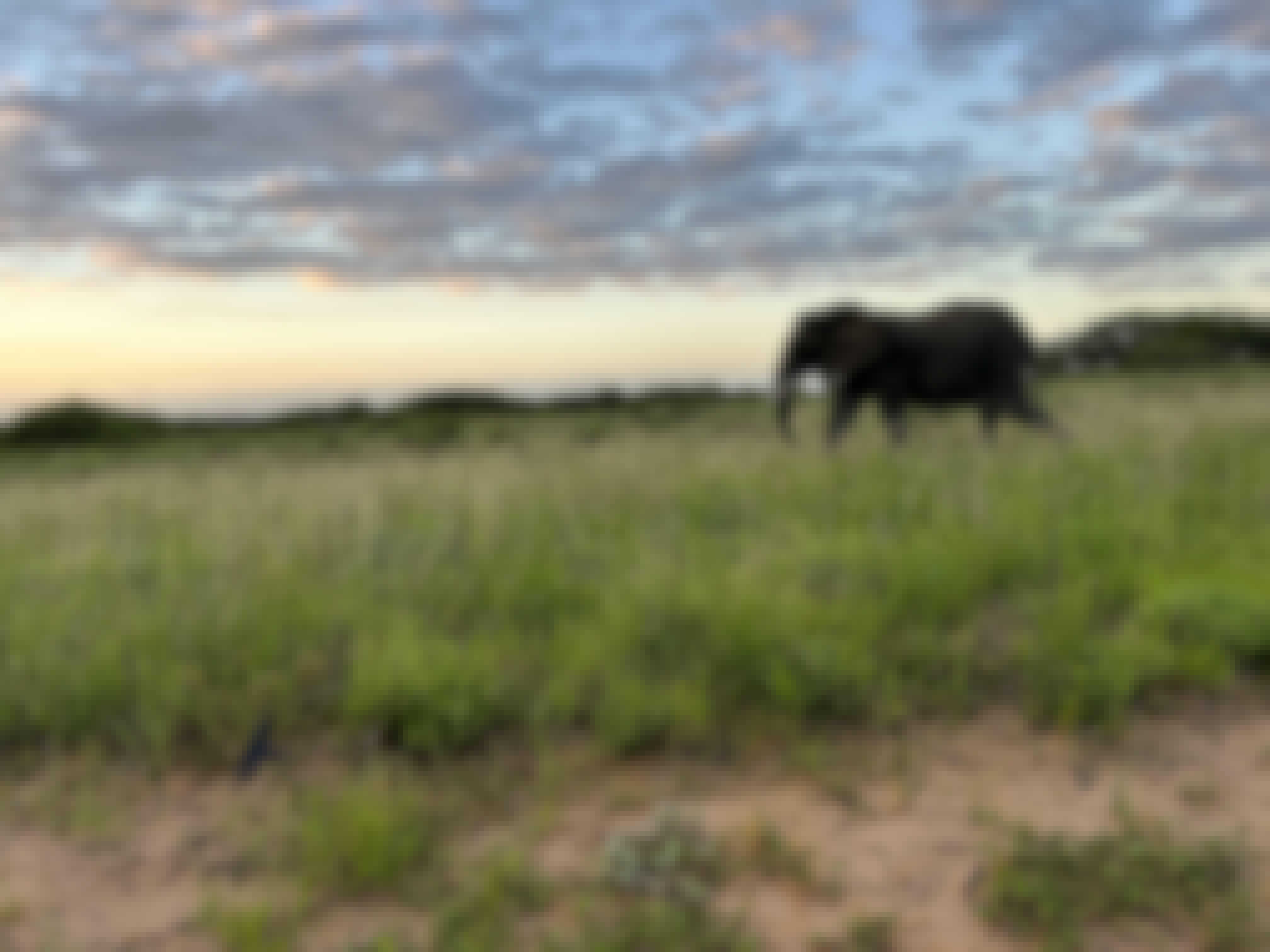 An elephant walking through Phinda