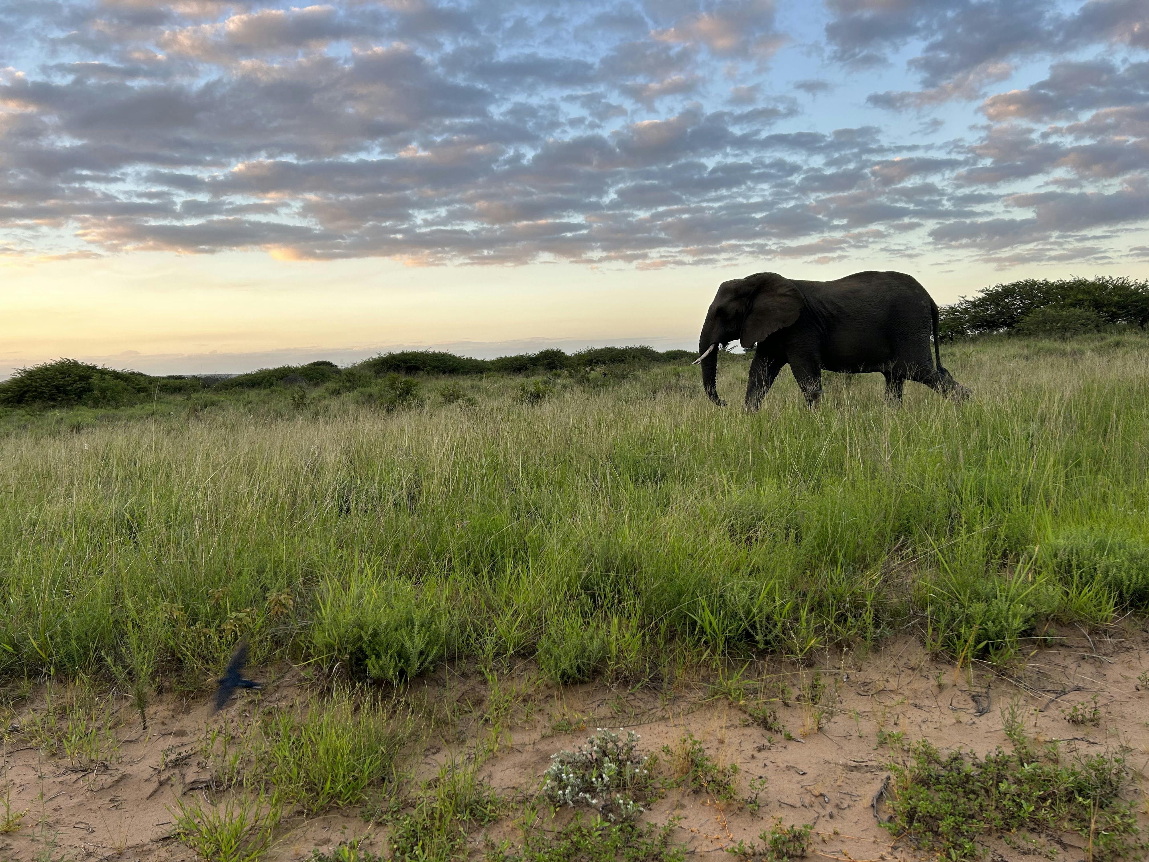 An elephant walking through Phinda
