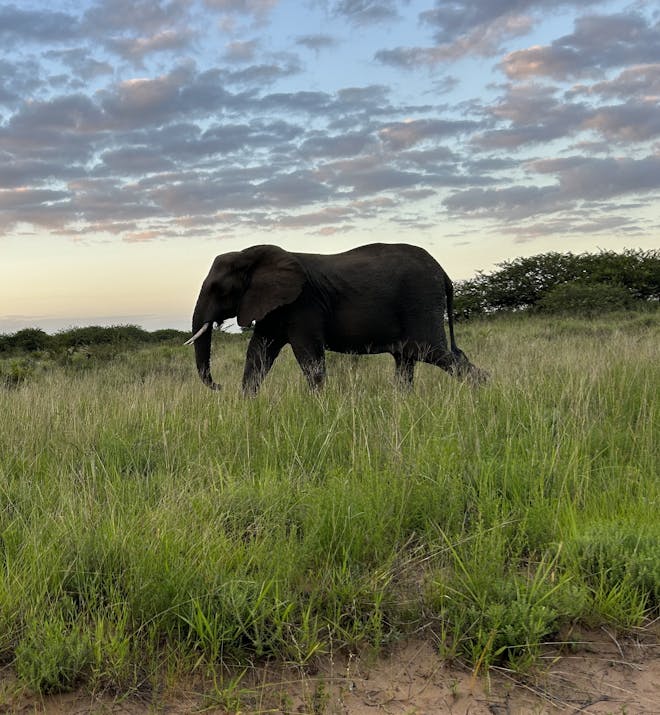 An elephant walking through Phinda