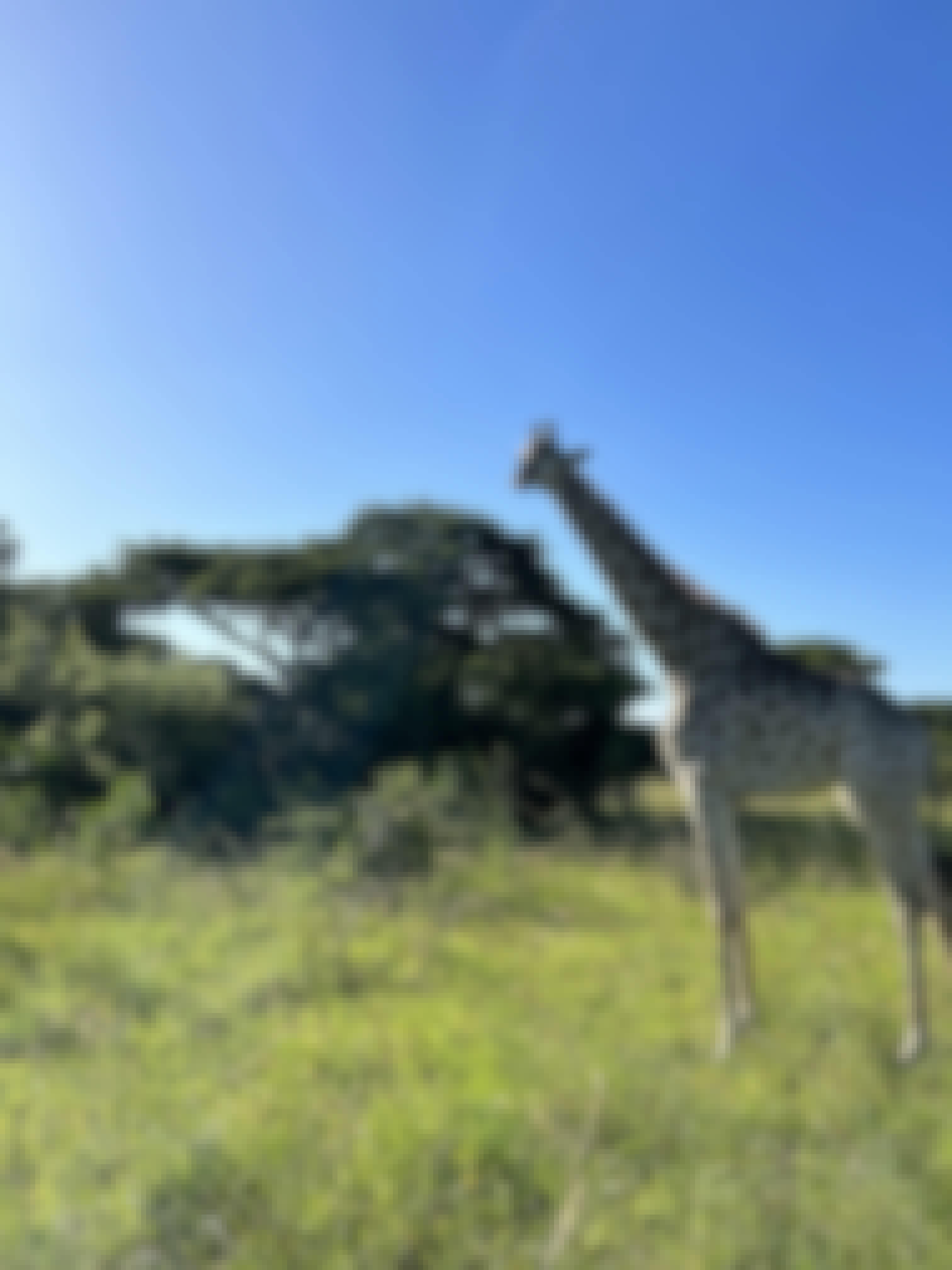 A giraffe 