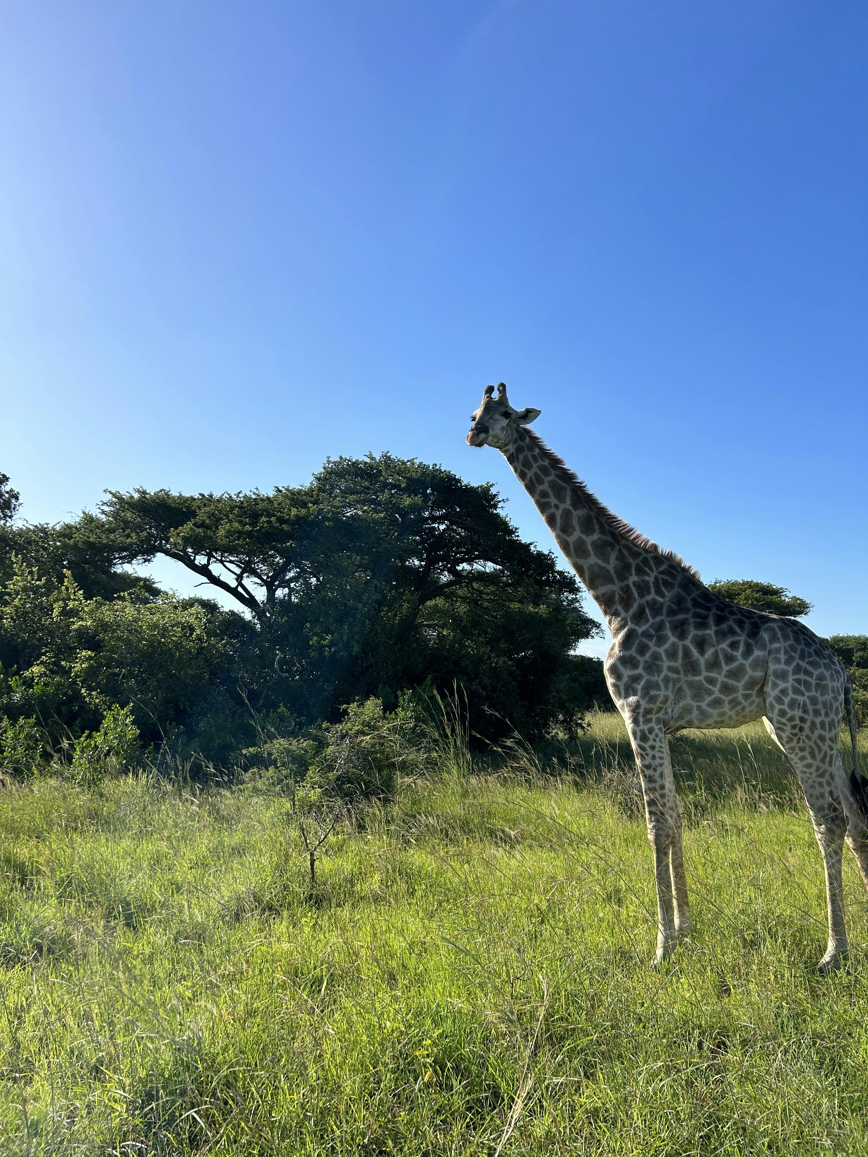 A giraffe 