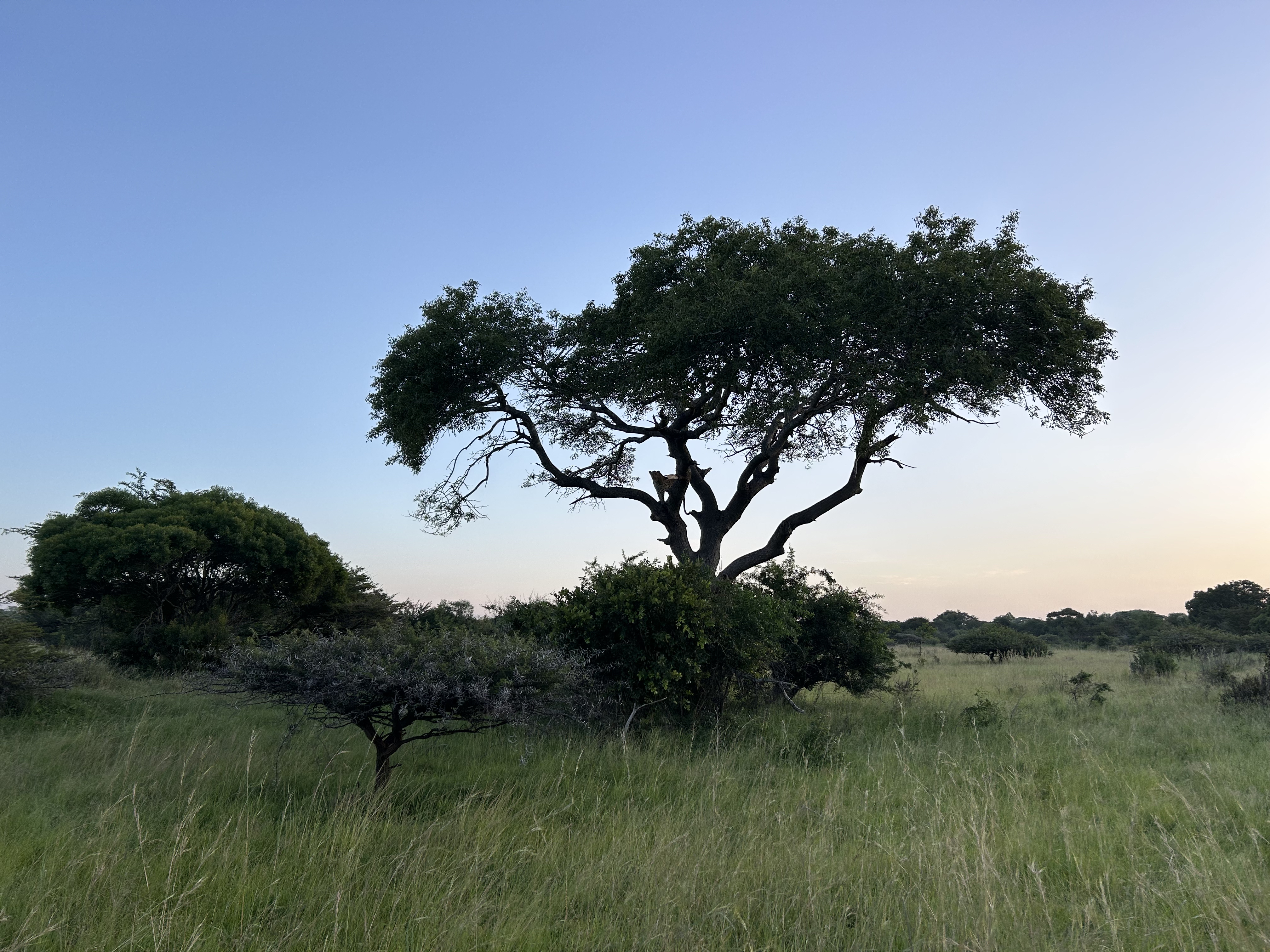 Alice Preston: Landscape of Phinda