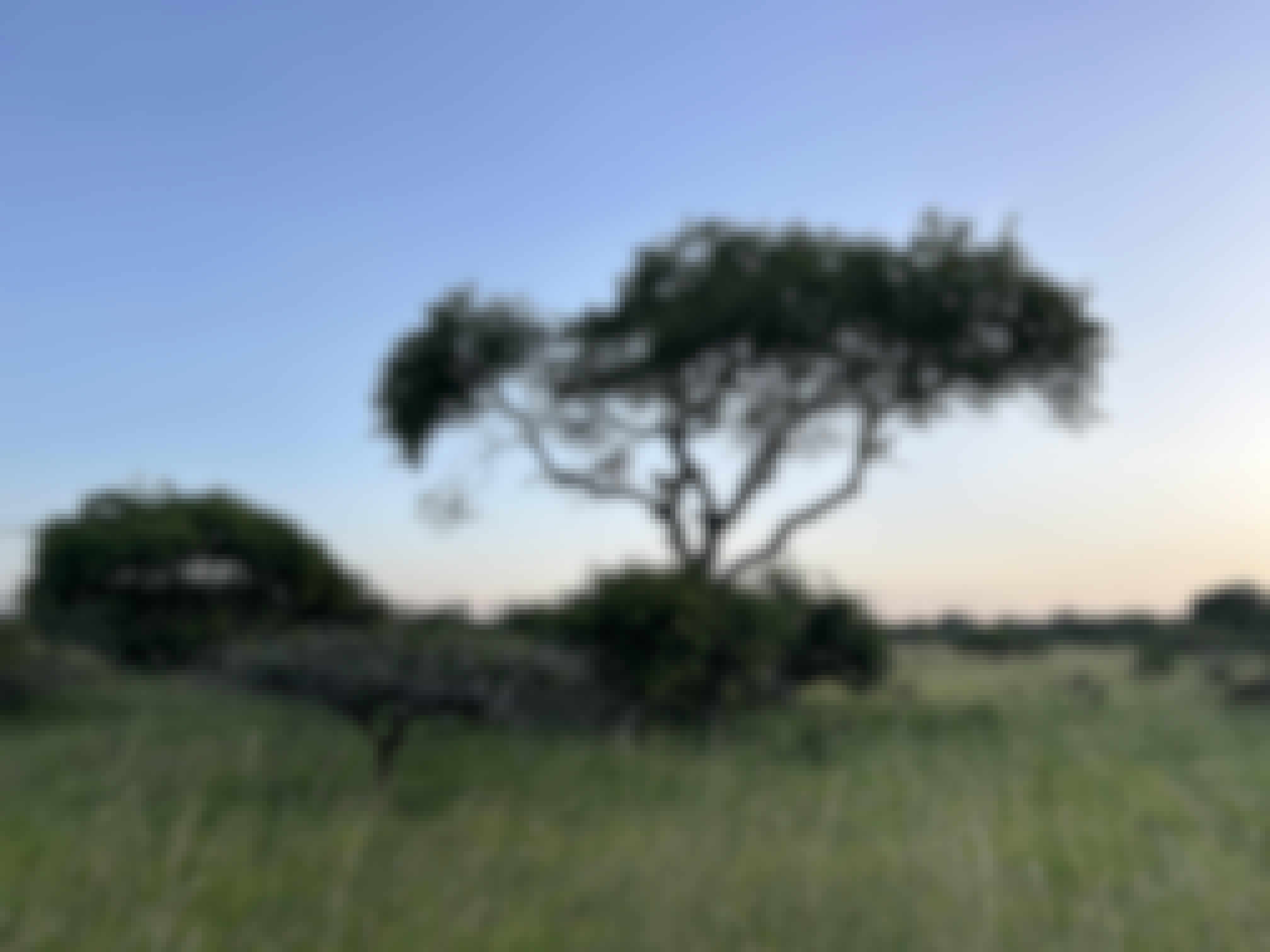 Landscape of Phinda
