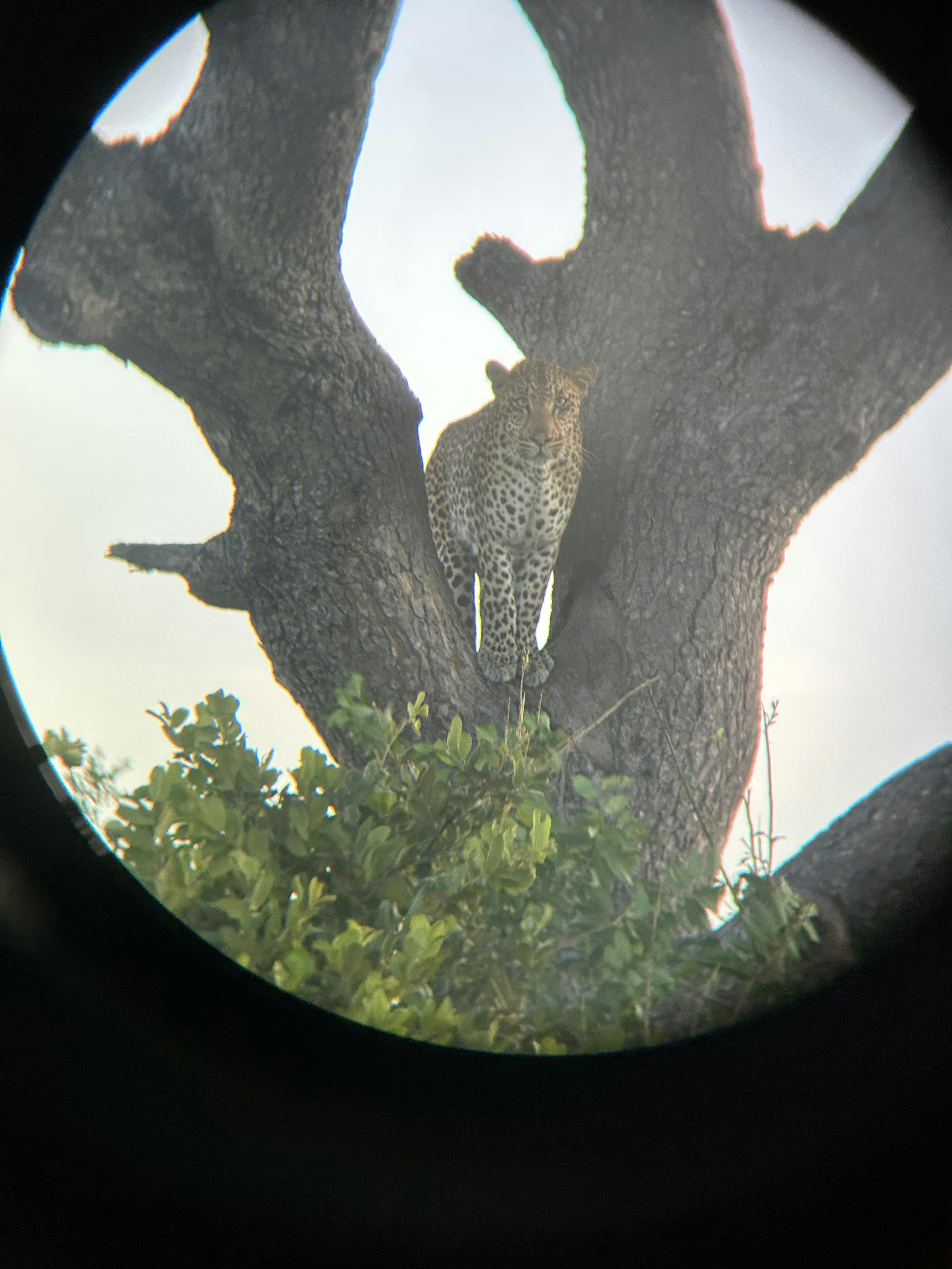 A leopard through a binocular 