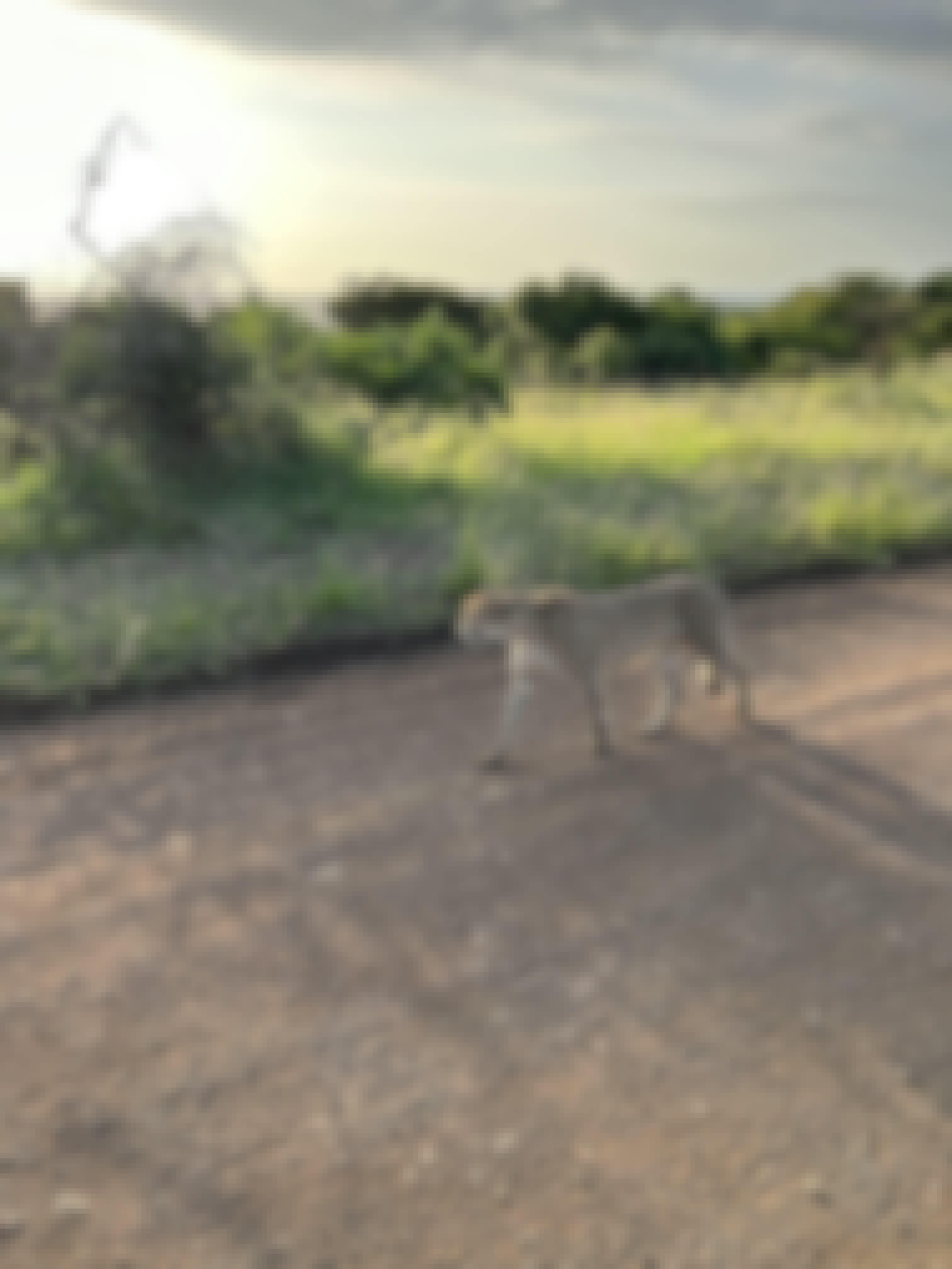 A cheetah walking on the road