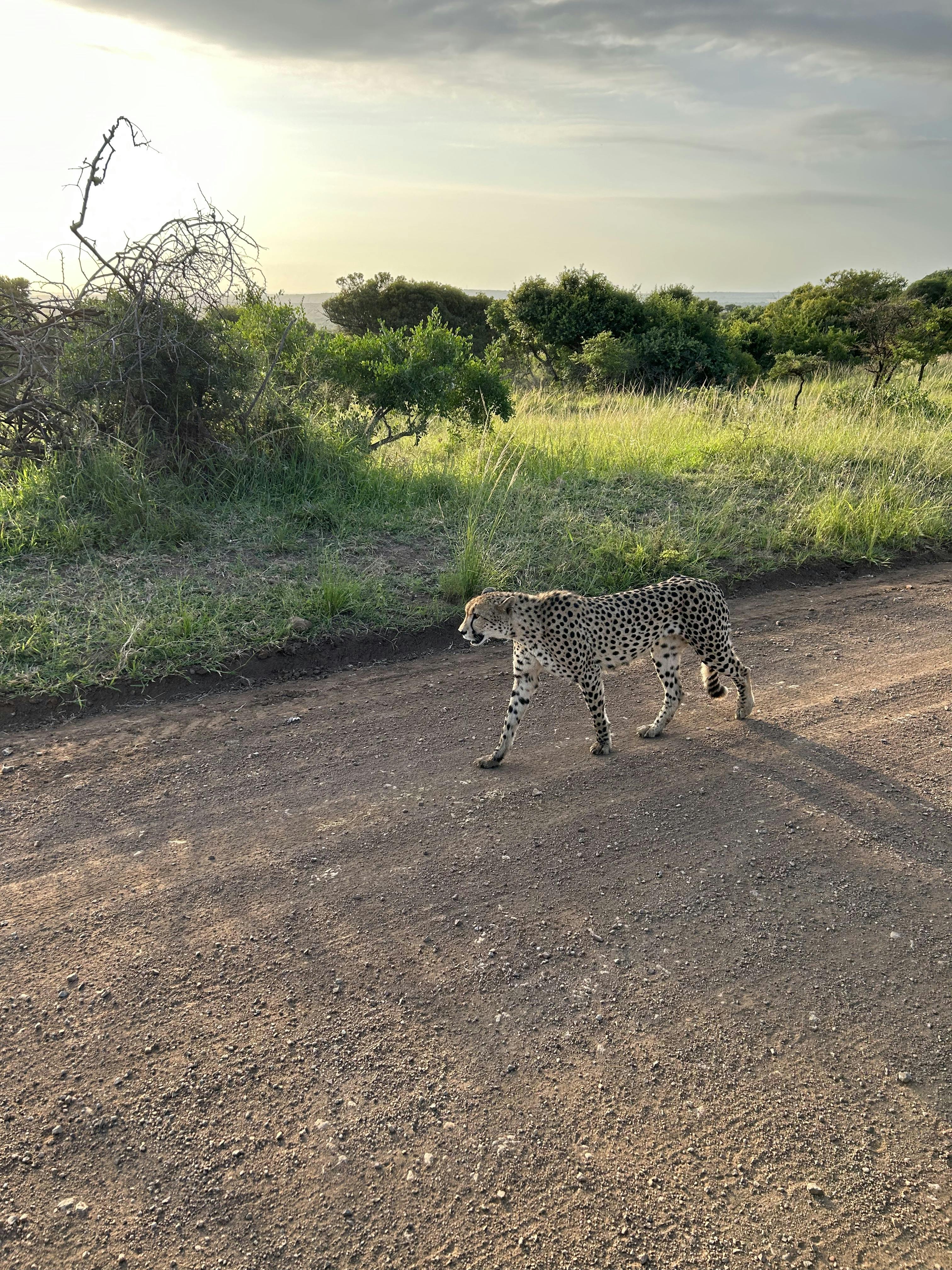 A cheetah walking on the road