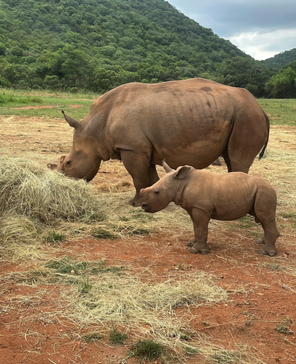 Britney Gianquitti: a mother and calf rhino

