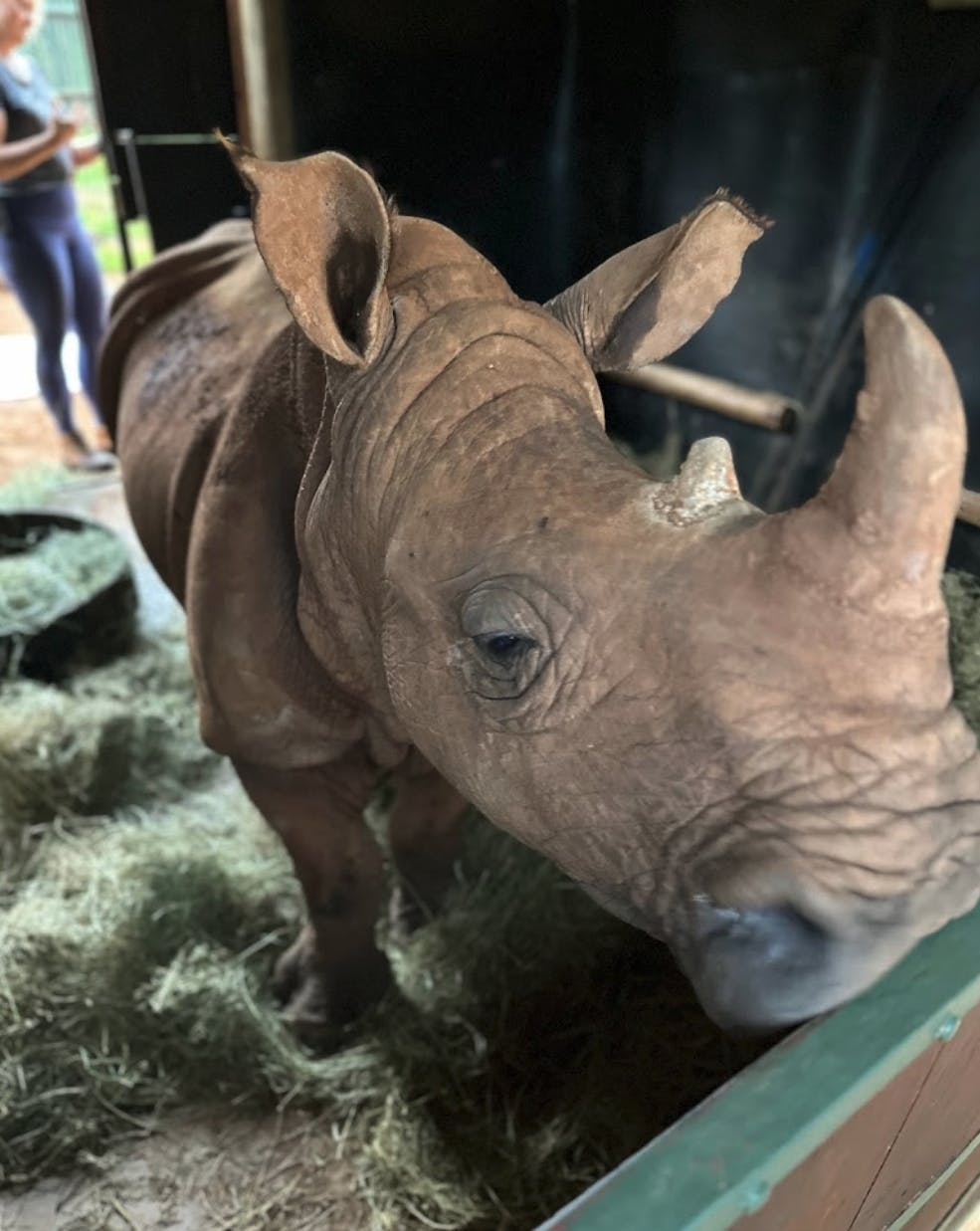 Britney Gianquitti: a close up of a rhino