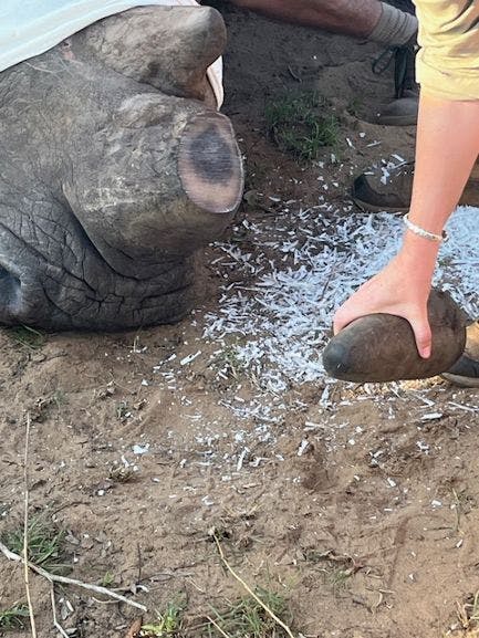 Jeanne Gray: A rhino horn trimming procedure 