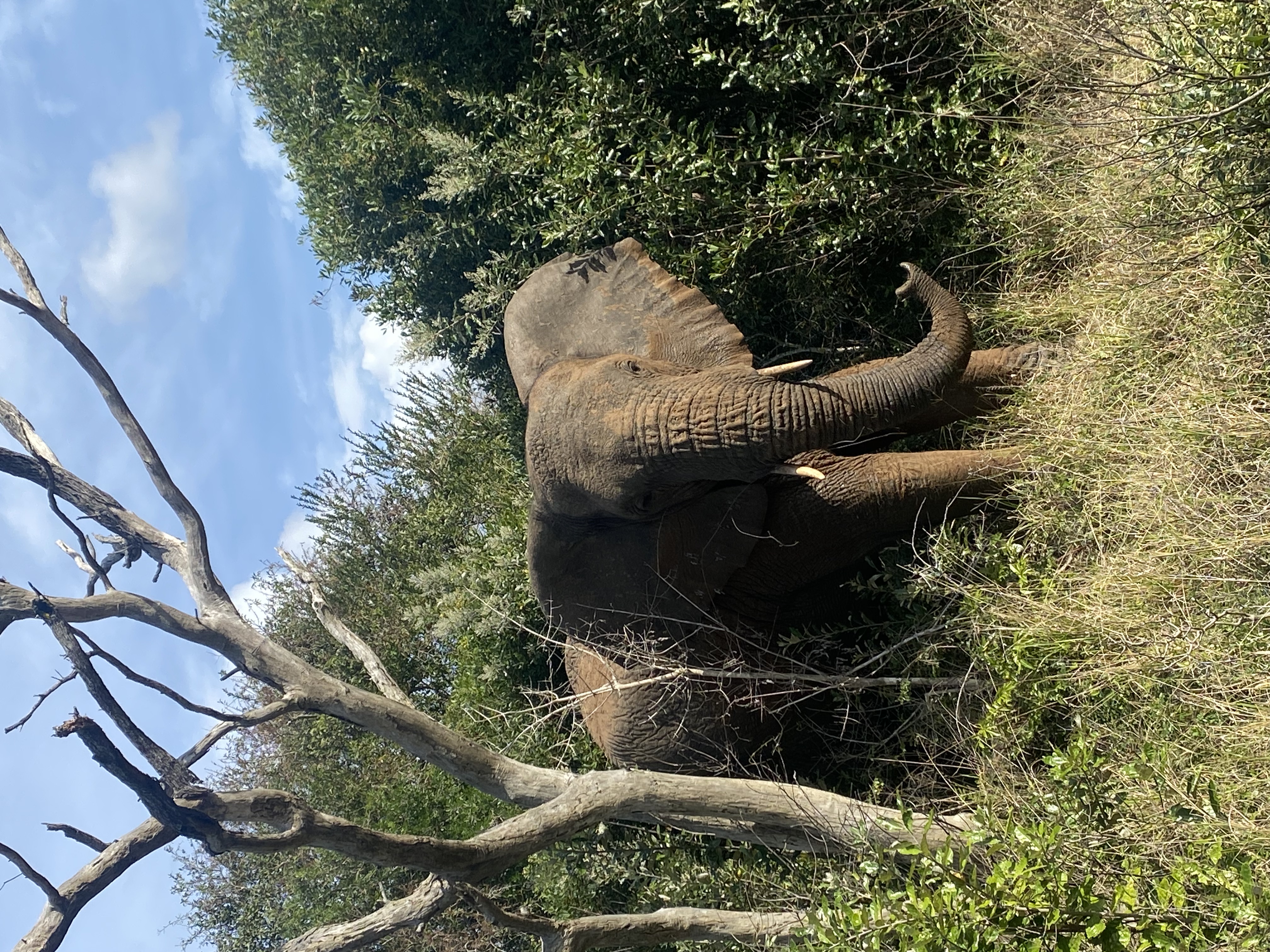 Laoise Corkery: elephant in the bush