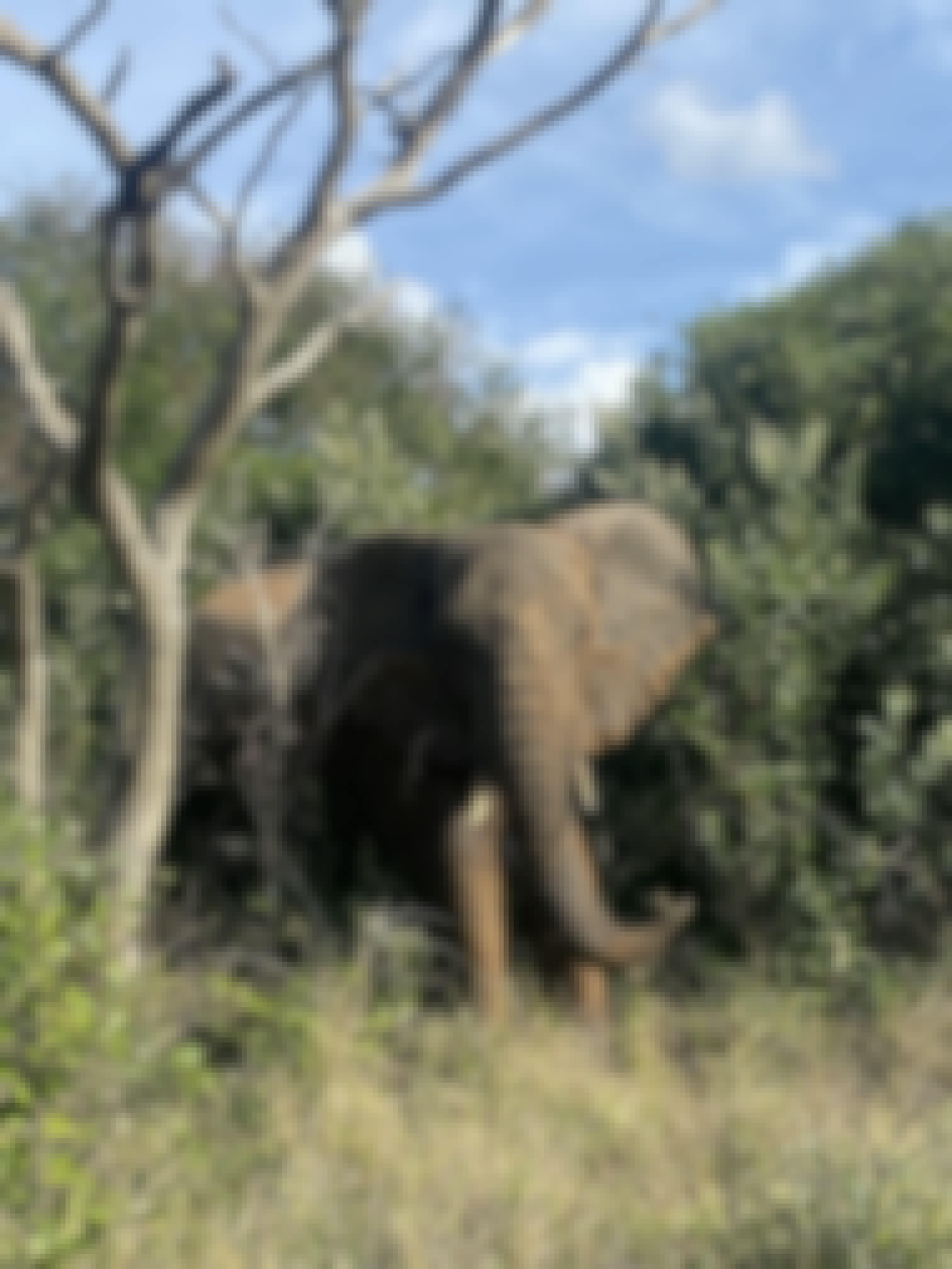 Laoise Corkery: elephant in the bush