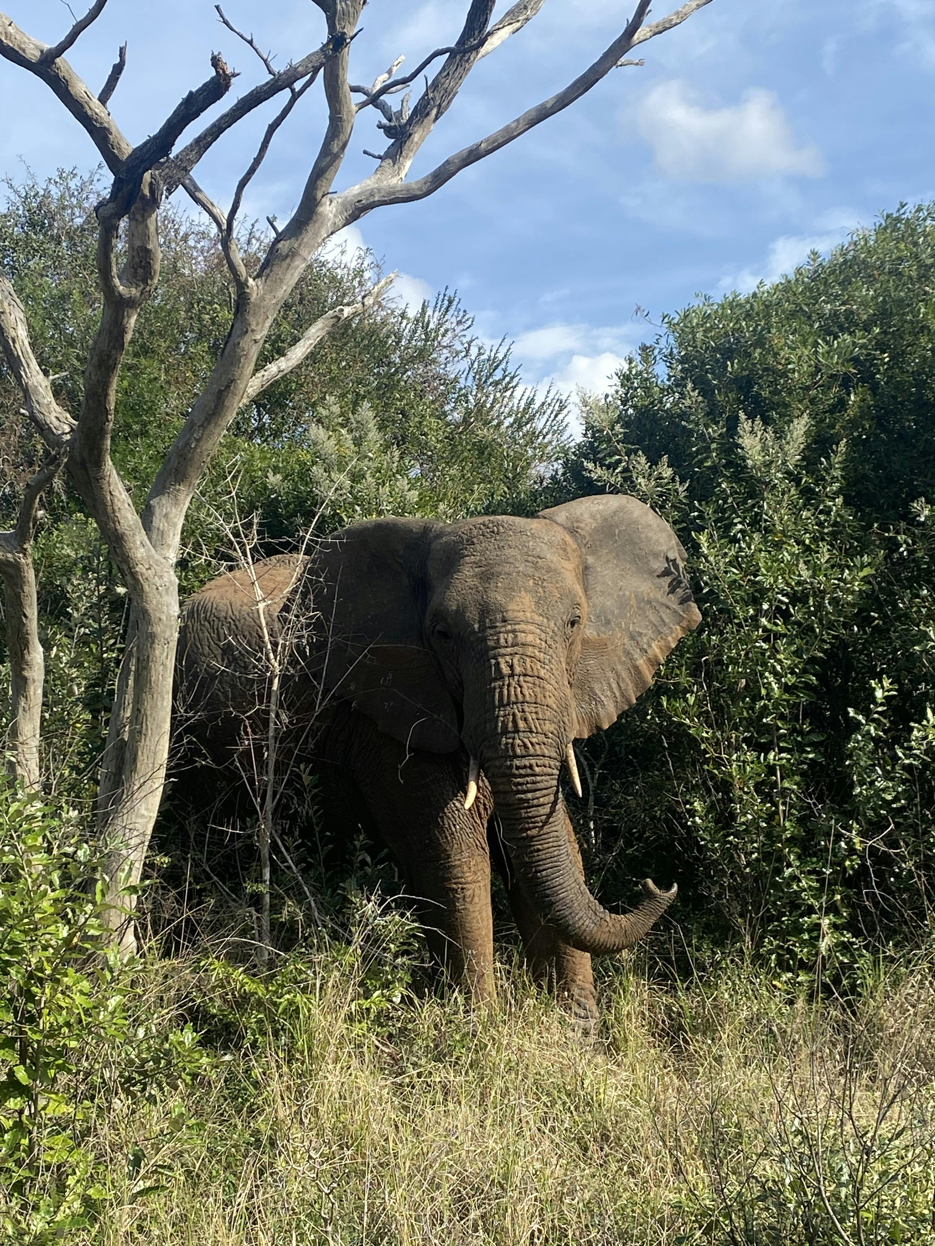 Laoise Corkery: elephant in the bush