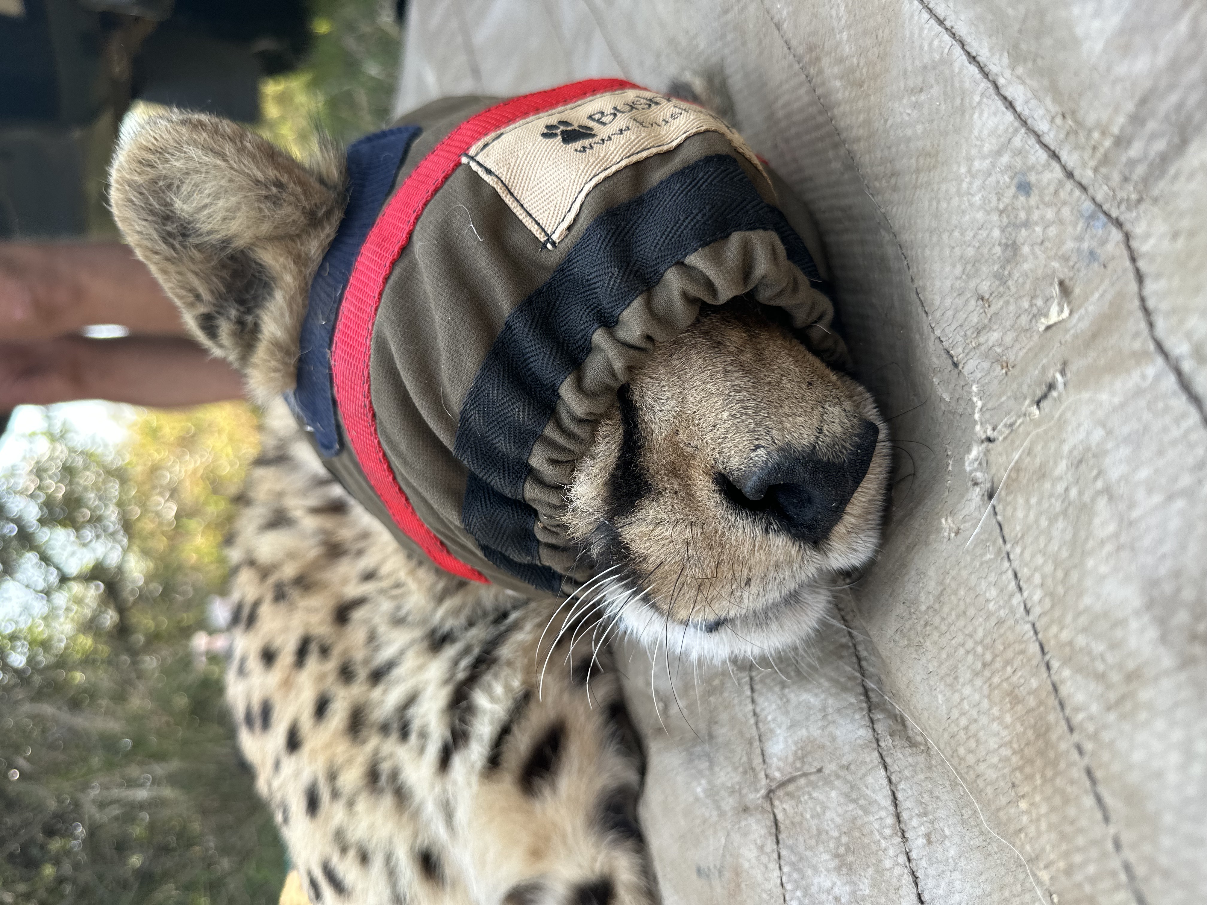 Laoise Corkery: sedated cheetah