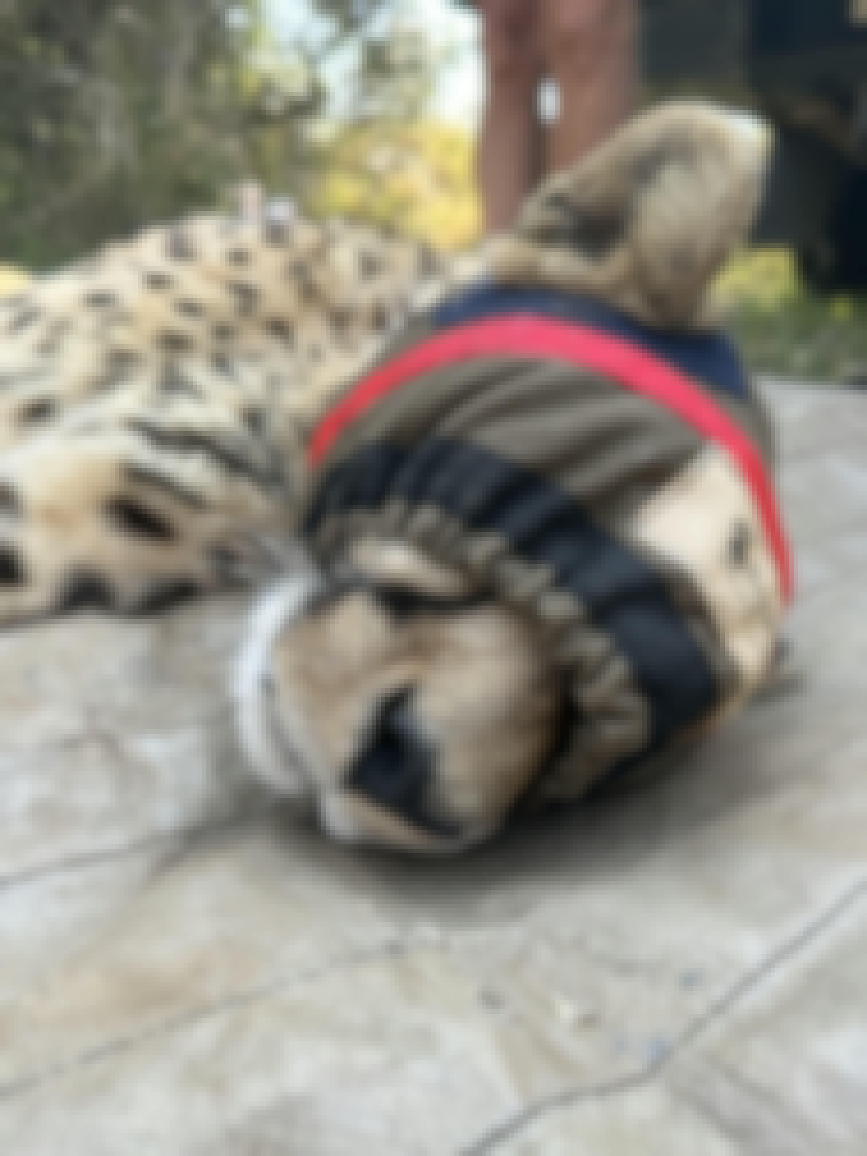 Laoise Corkery: sedated cheetah