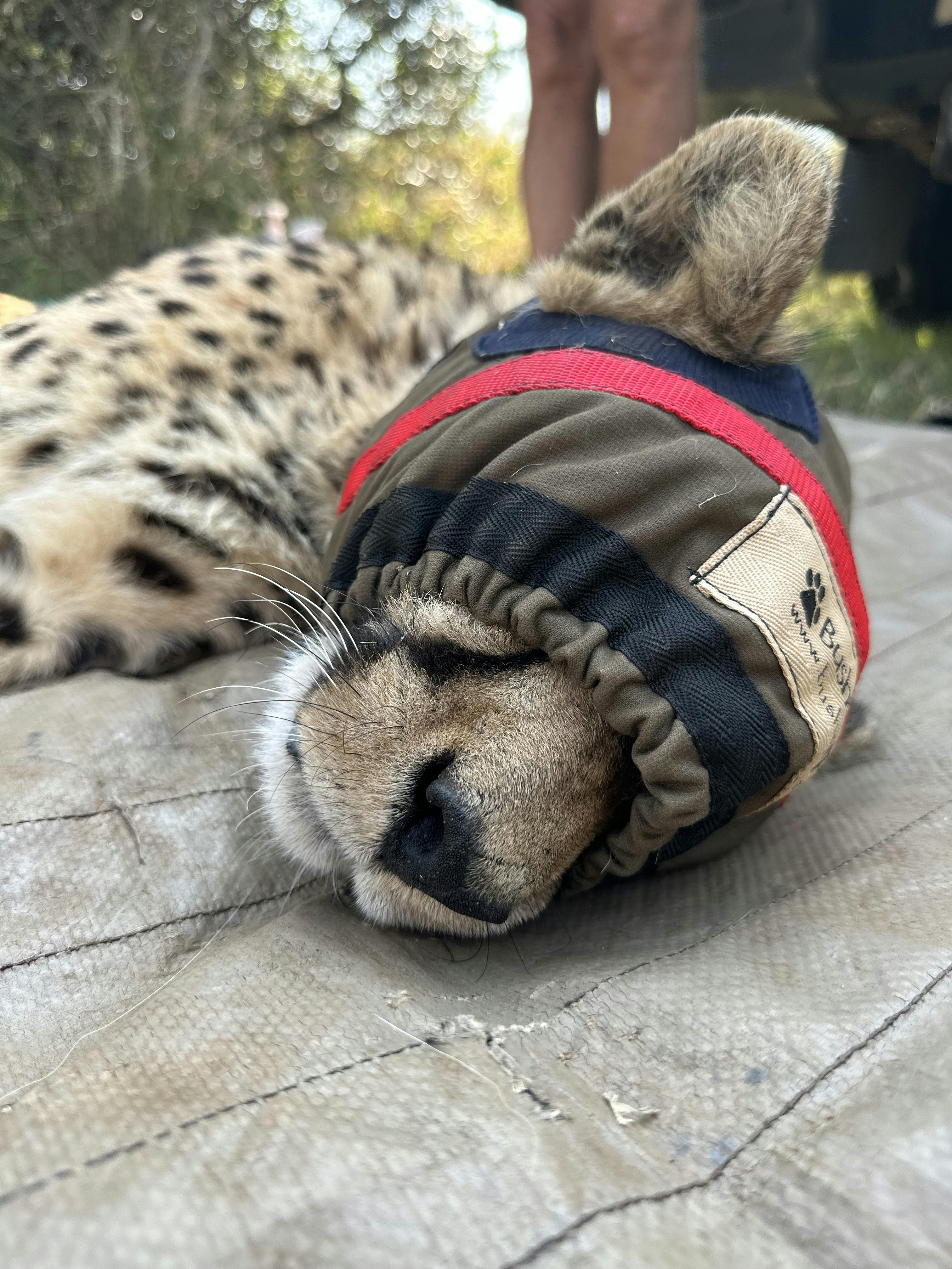 Laoise Corkery: sedated cheetah