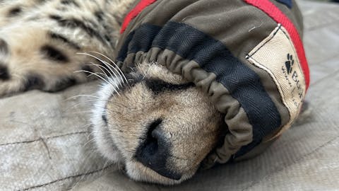 Laoise Corkery: sedated cheetah
