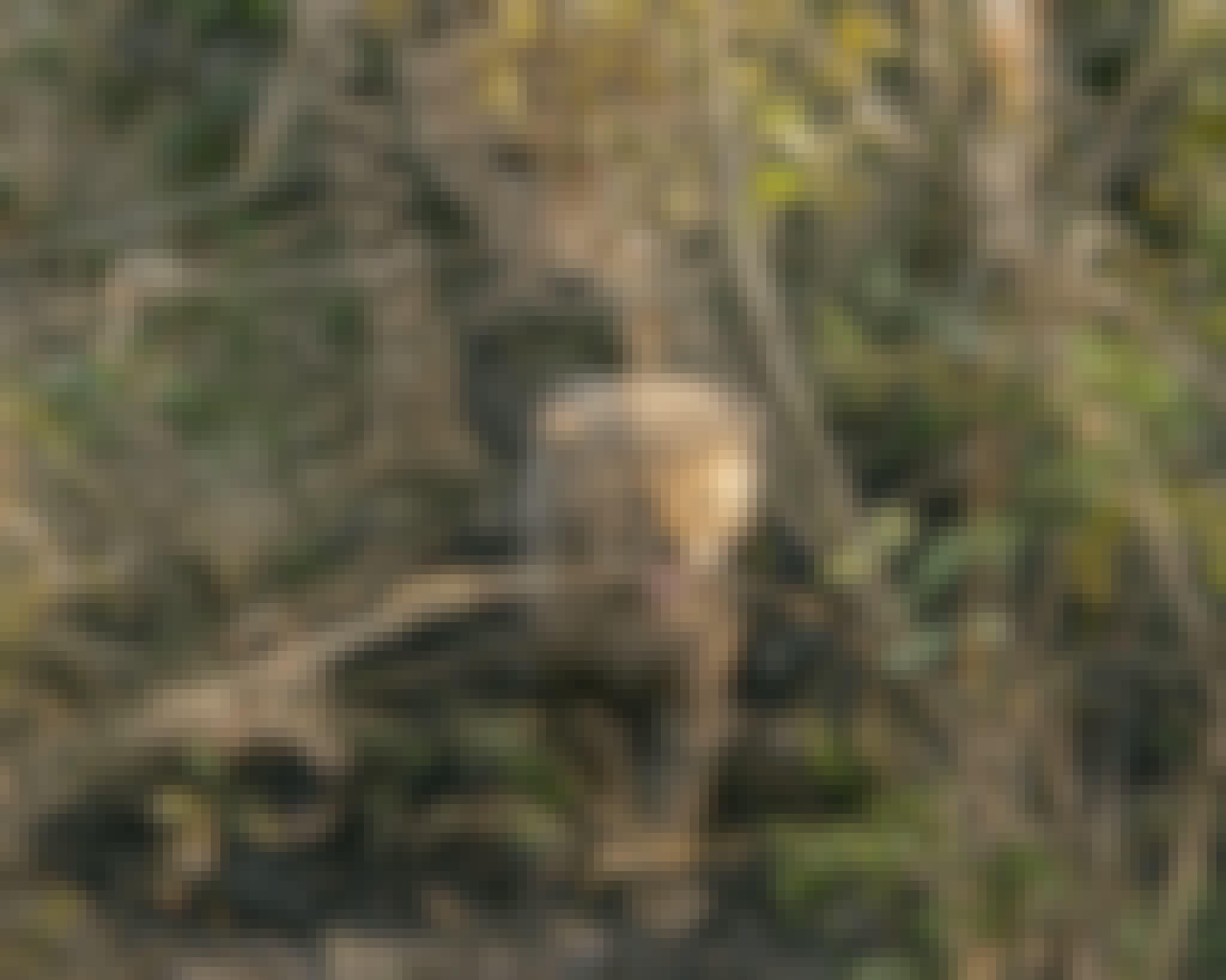 Laoise Corkery: cheetah cub with mother