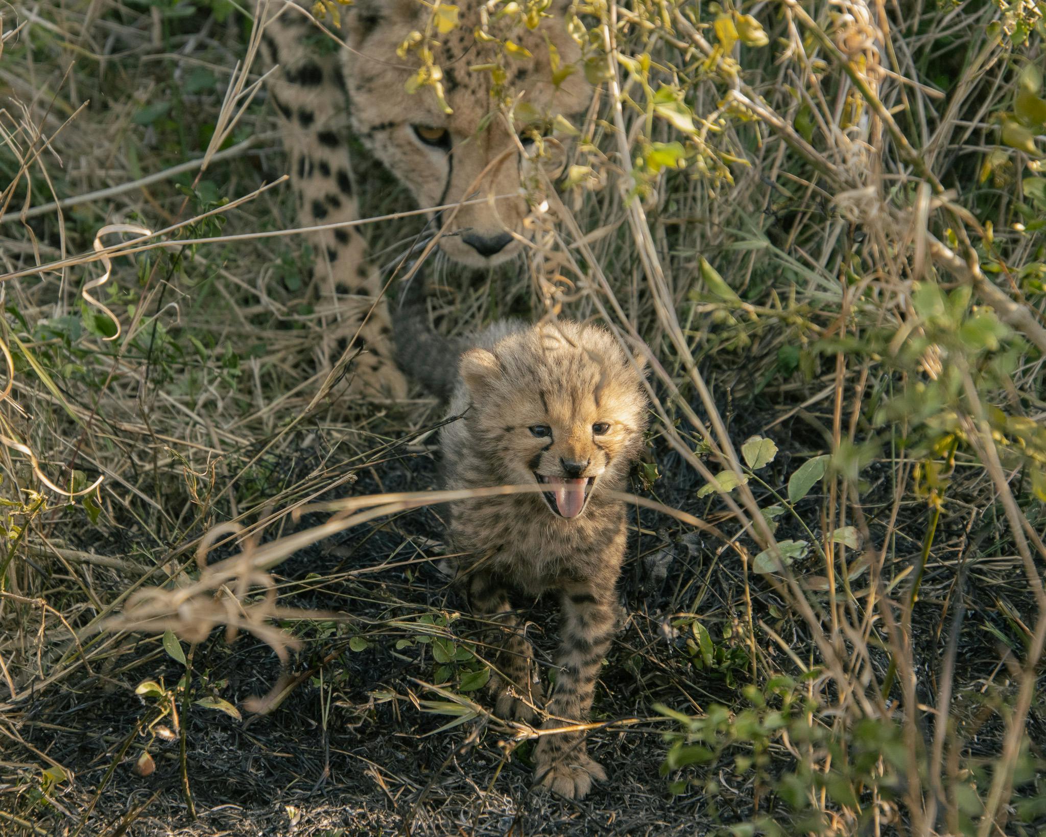 Laoise Corkery: cheetah cub with mother