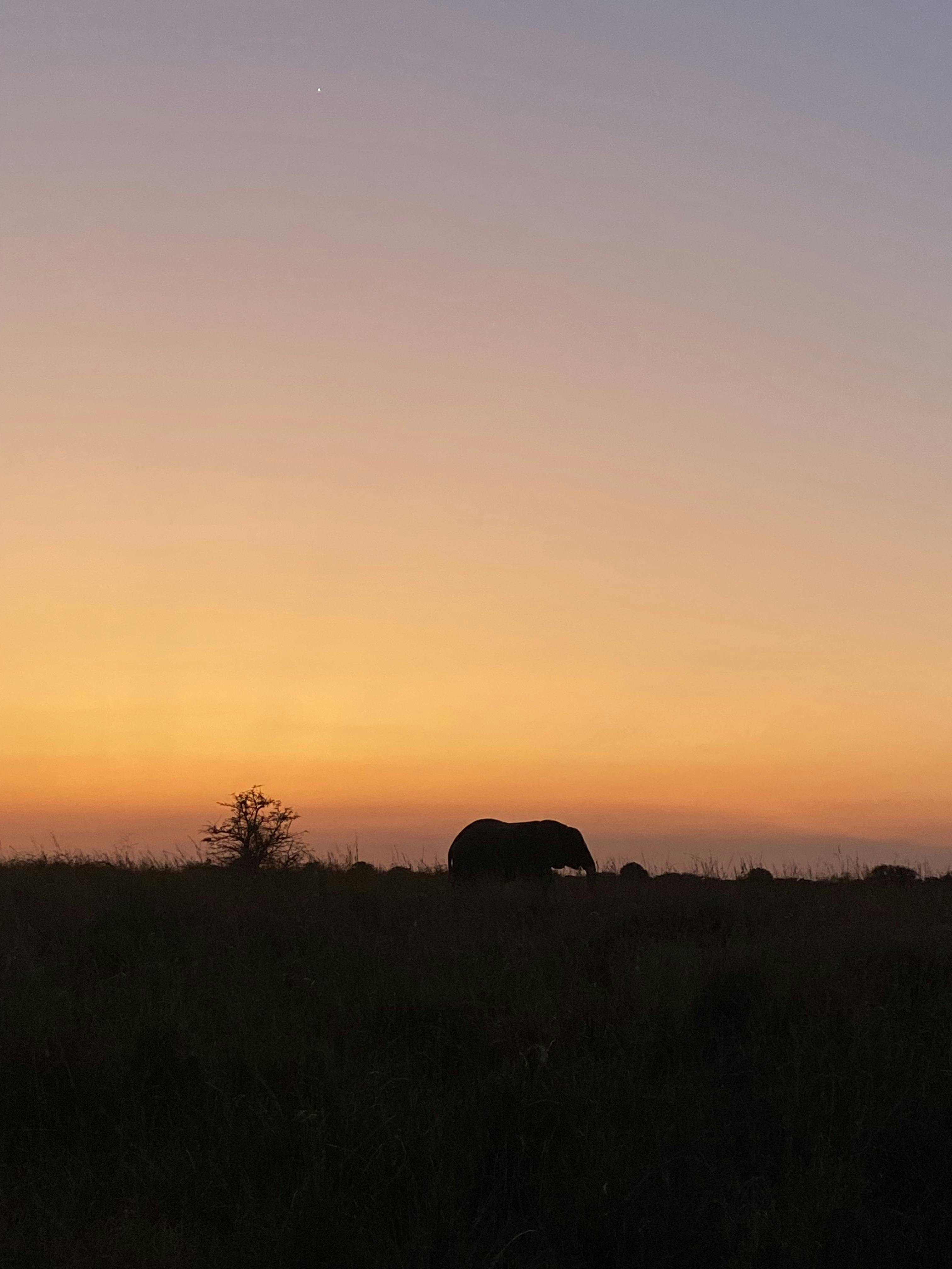 Laoise Corkery: elephant silhouette against sunset 