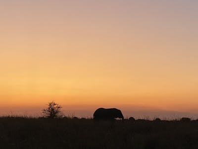 Laoise Corkery: elephant silhouette against sunset