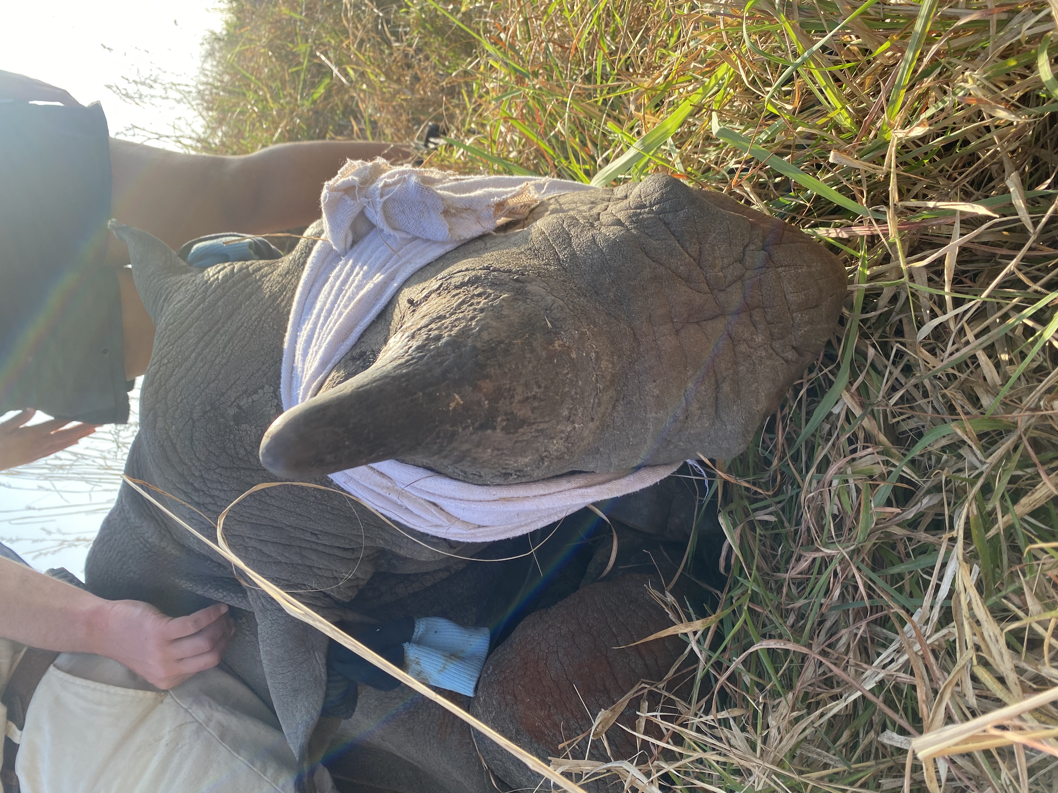 Laoise Corkery: sedated rhino