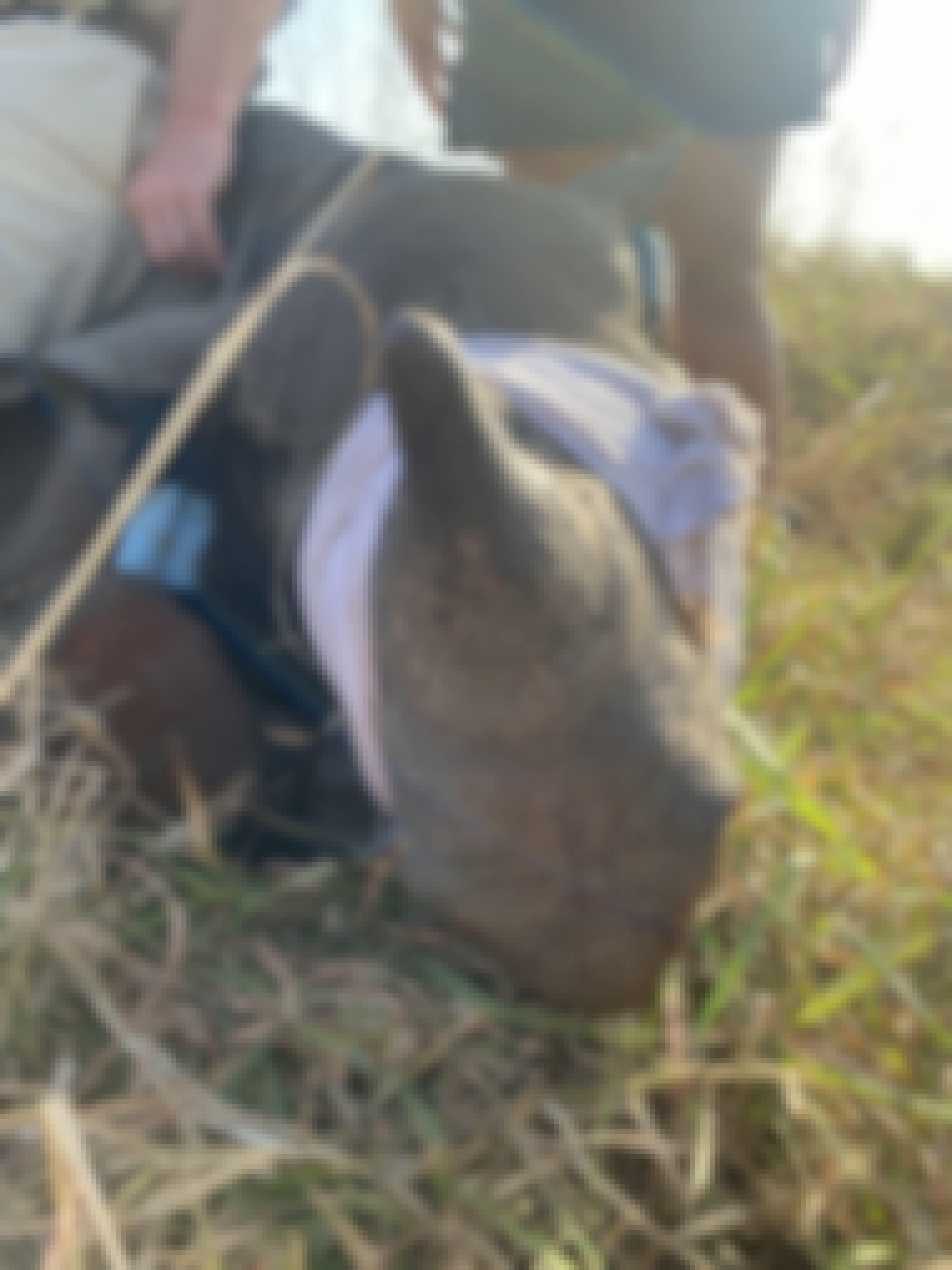 Laoise Corkery: sedated rhino