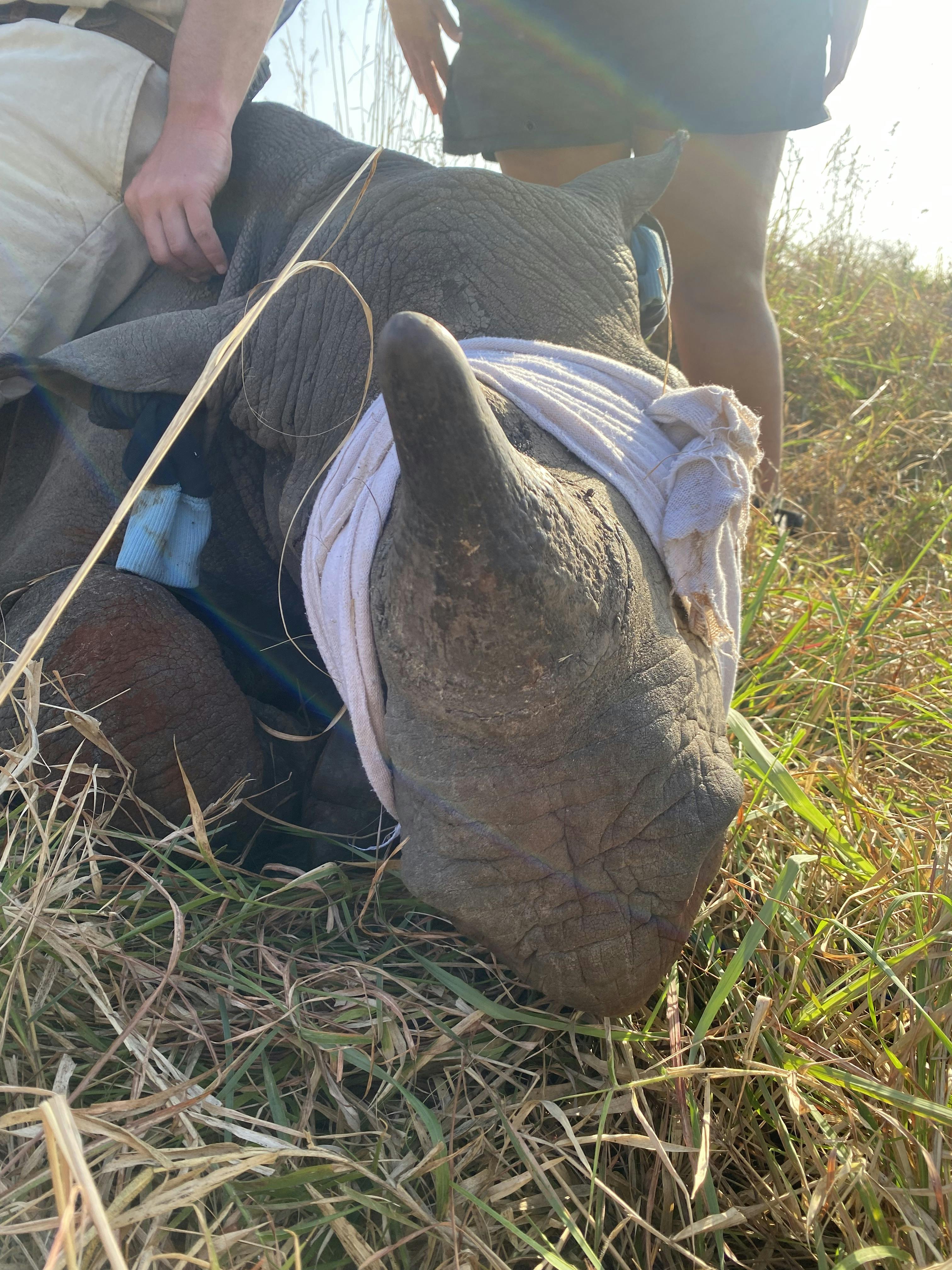 Laoise Corkery: sedated rhino