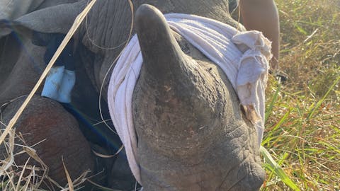 Laoise Corkery: sedated rhino