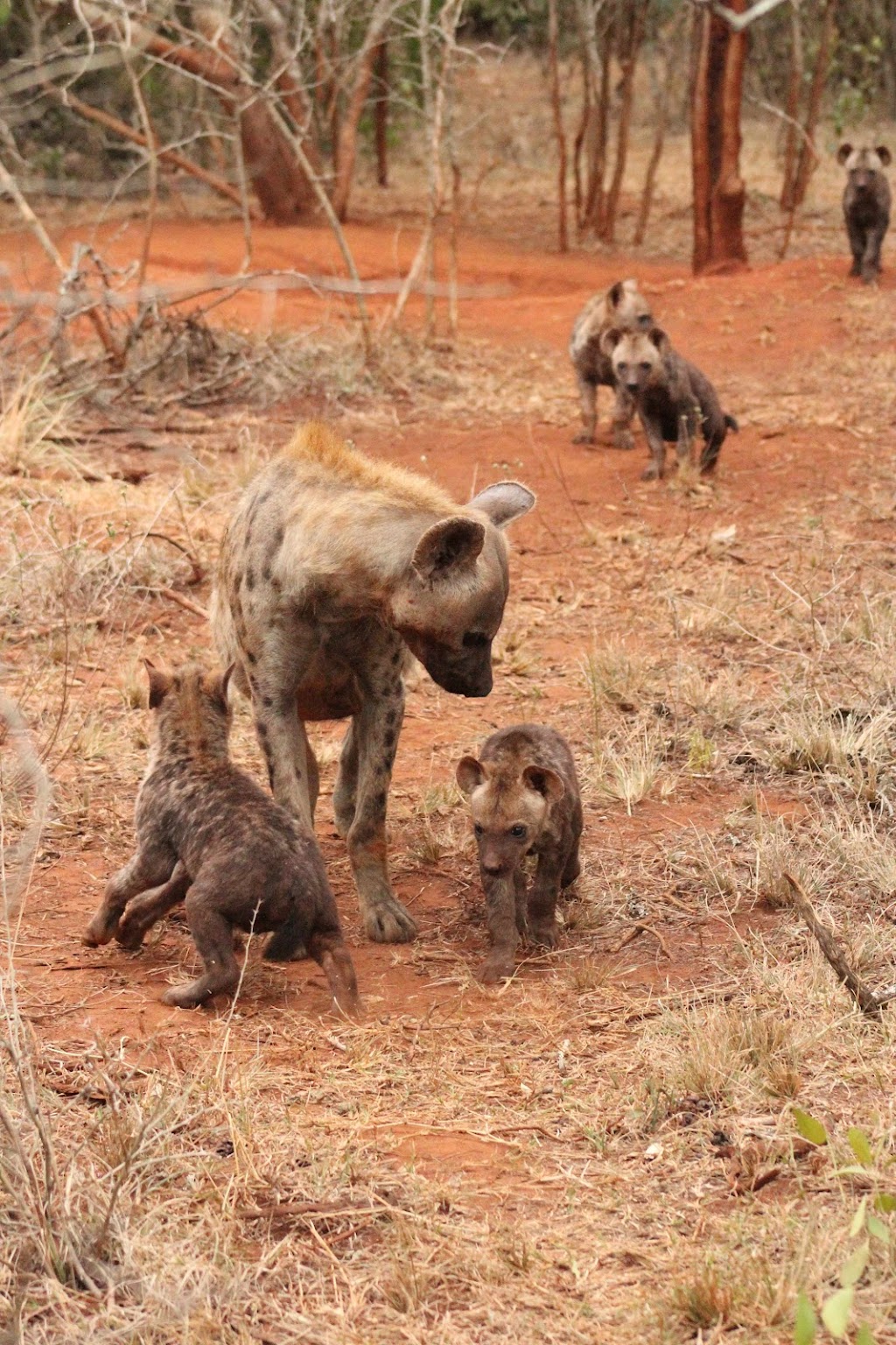 Nathalie Neumann: Hyena and hyena pups