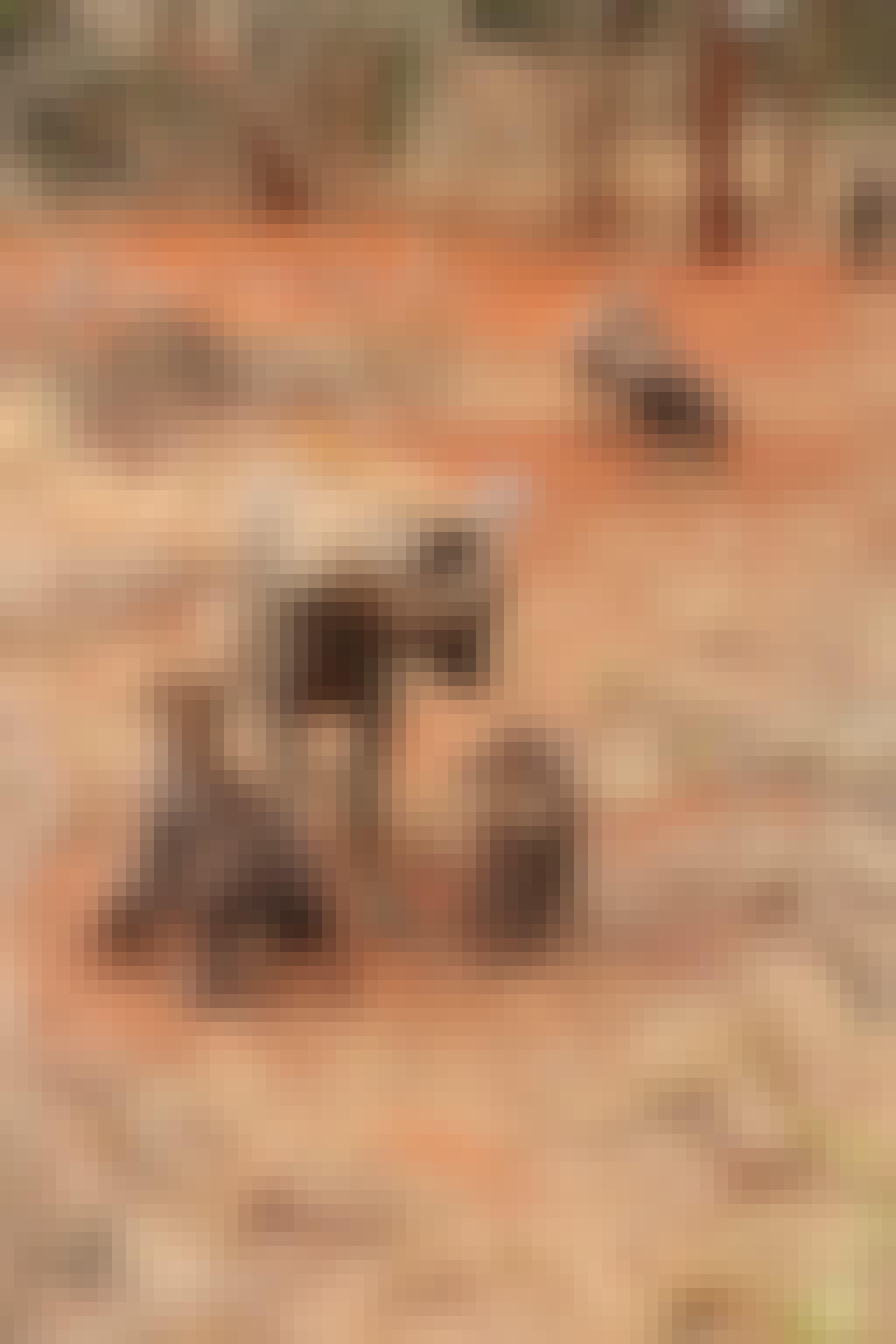 Nathalie Neumann: Hyena and hyena pups