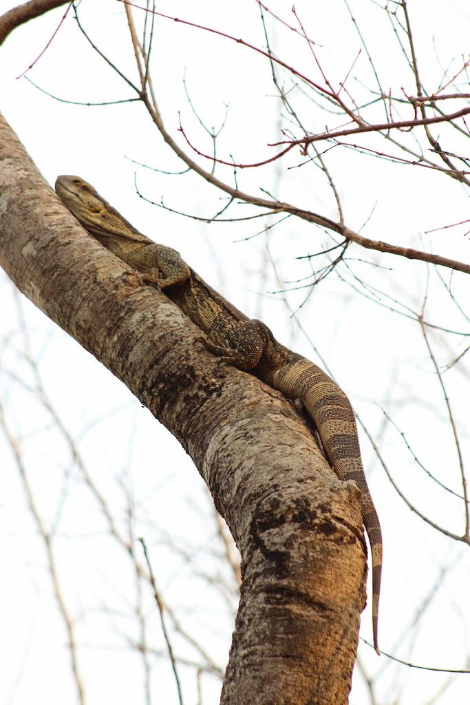 Nathalie Neumann: Lizard in a tree