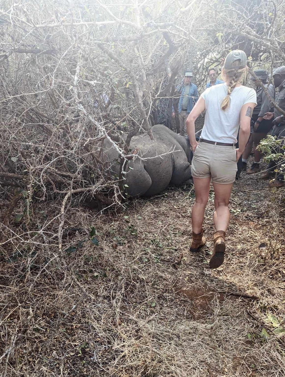 Nathalie Neumann: Female volunteer walking towards a sedated rhino
